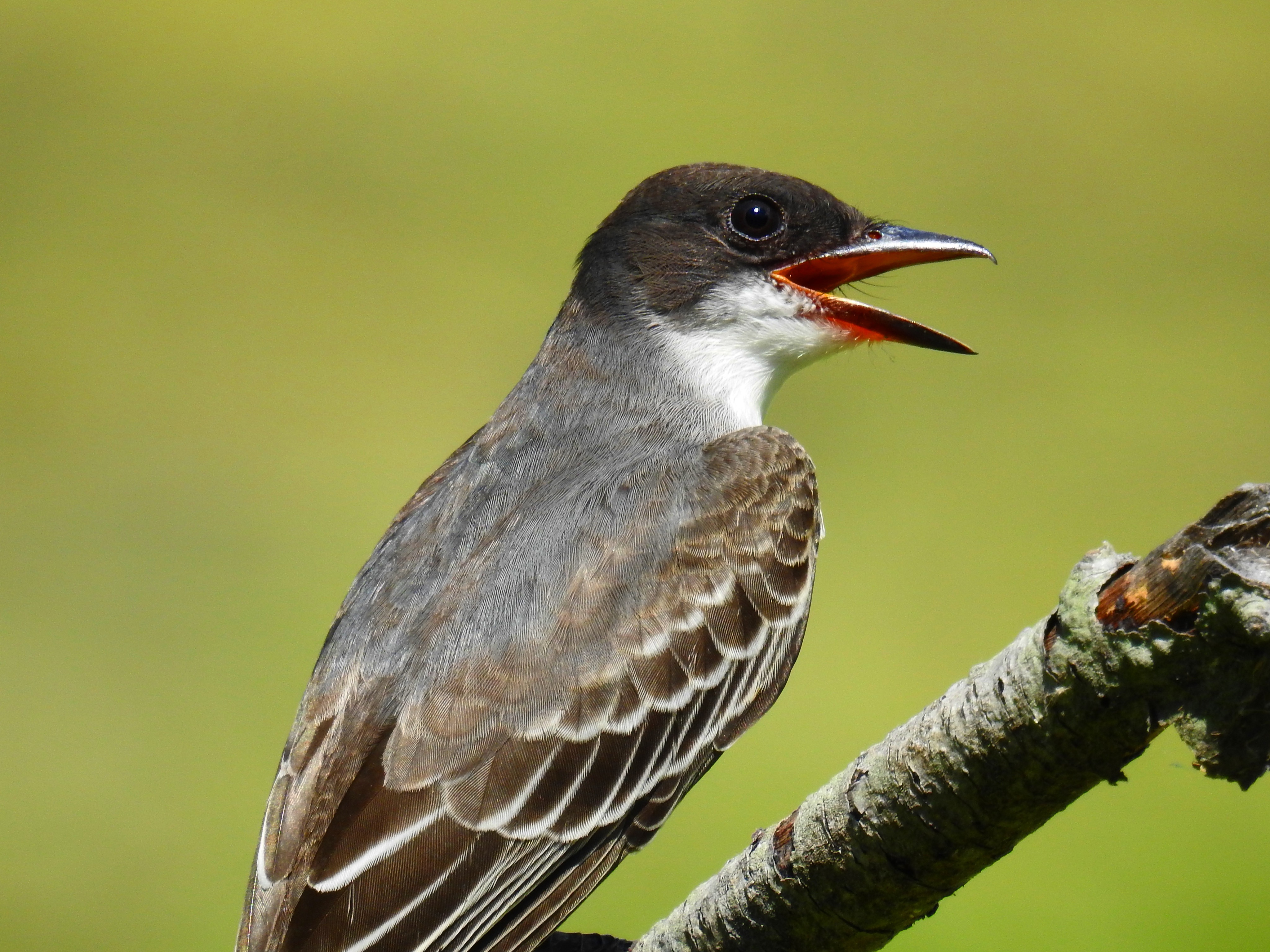 Bedford Audubon Society » Eastern Kingbird