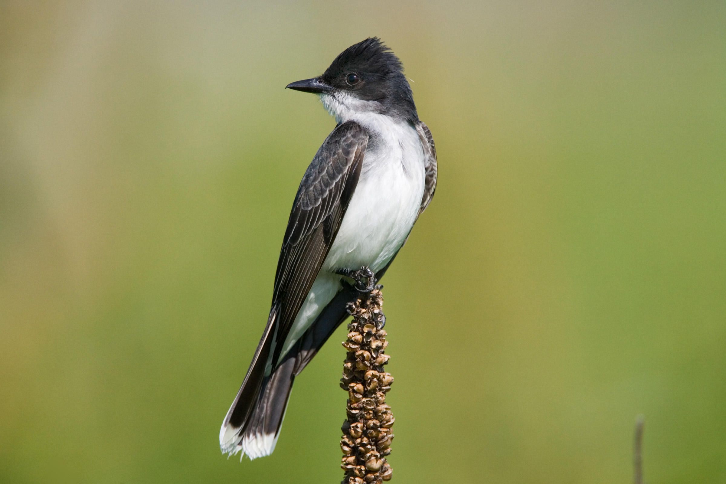 Eastern Kingbird | Audubon Field Guide | Birds | Pinterest | Bird ...