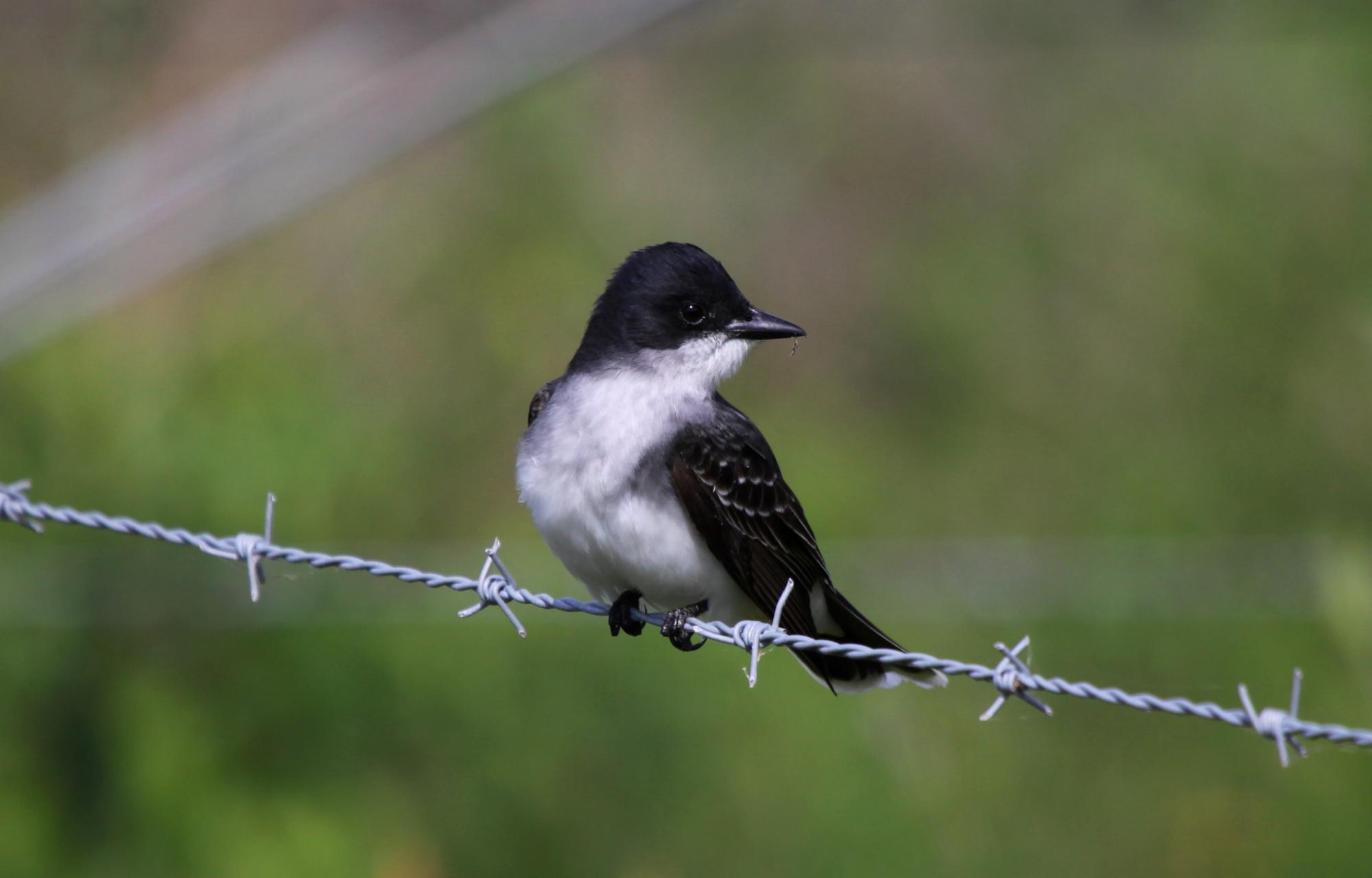 Eastern Kingbird (Tyrannus tyrannus) Eastern Kingbird on fence line ...