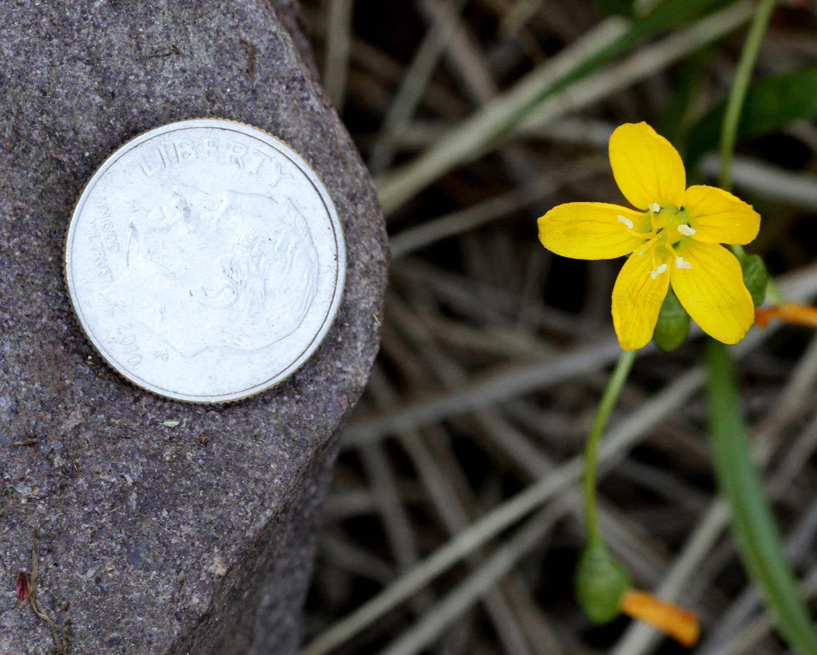 Yellow Spring Beauty: Meet the Rare Wildflower of New Jersey ...