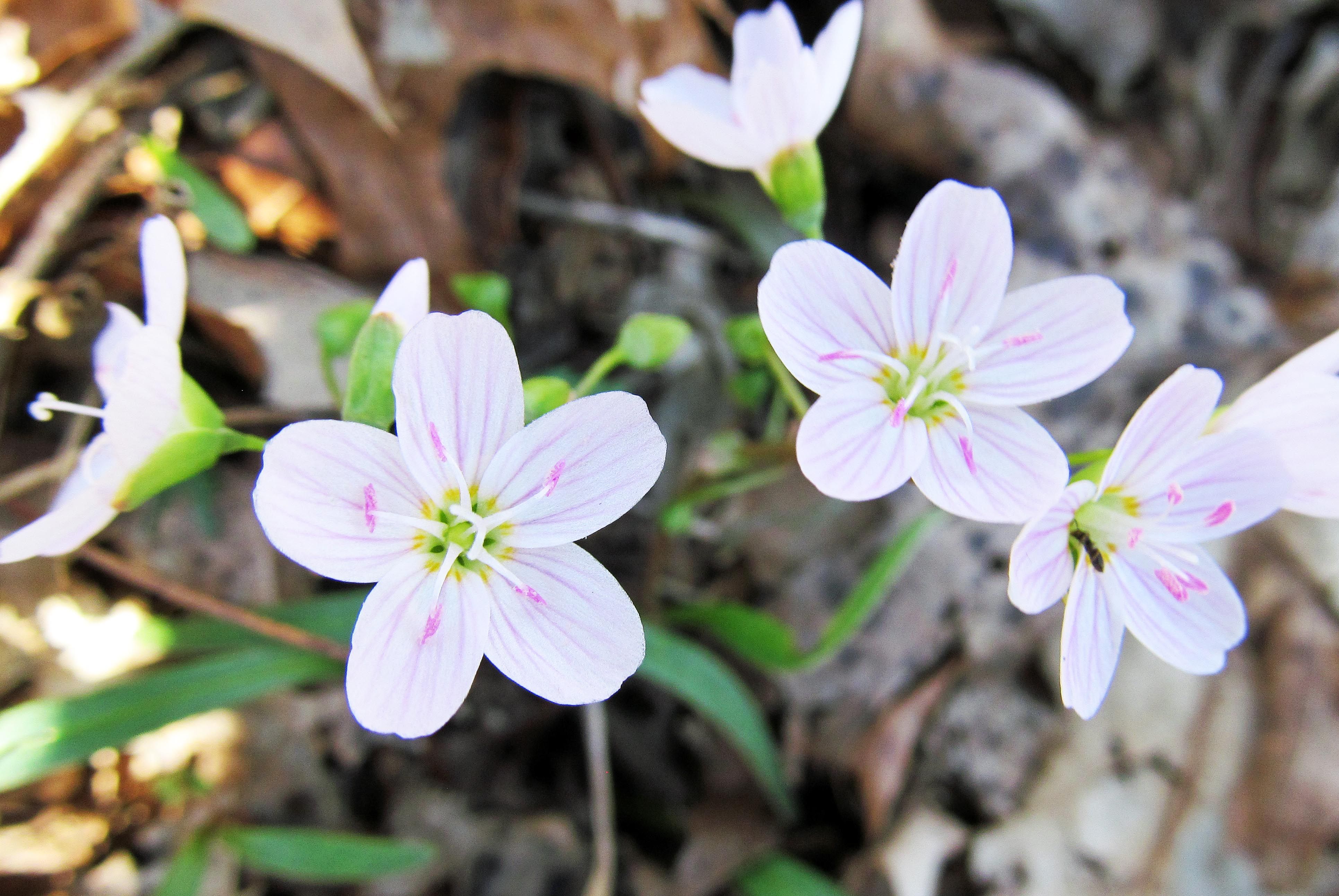 EASTERN SPRING BEAUTY: (Claytonia virginica). Photographed at the ...