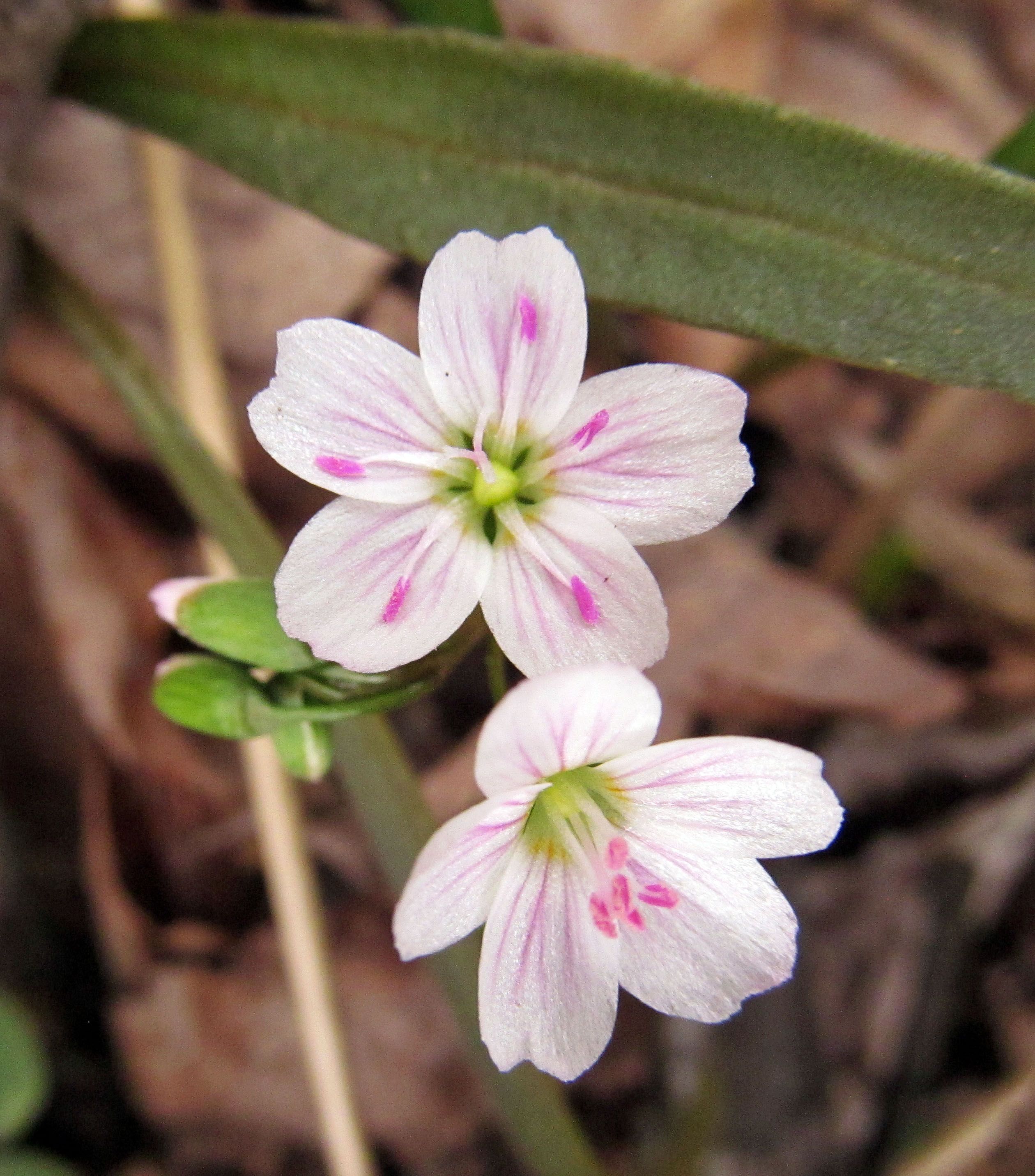 EASTERN SPRING BEAUTY: (Claytonia virginica). Photographed in Center ...
