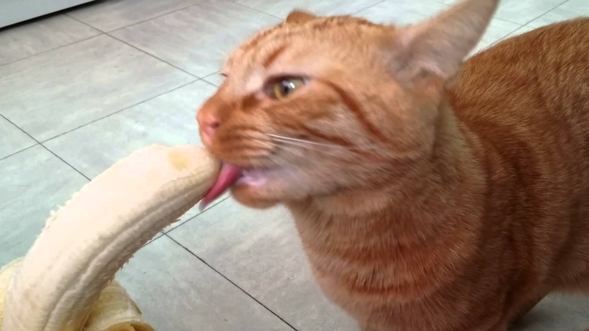 Mao the Cat eating a banana - YouTube