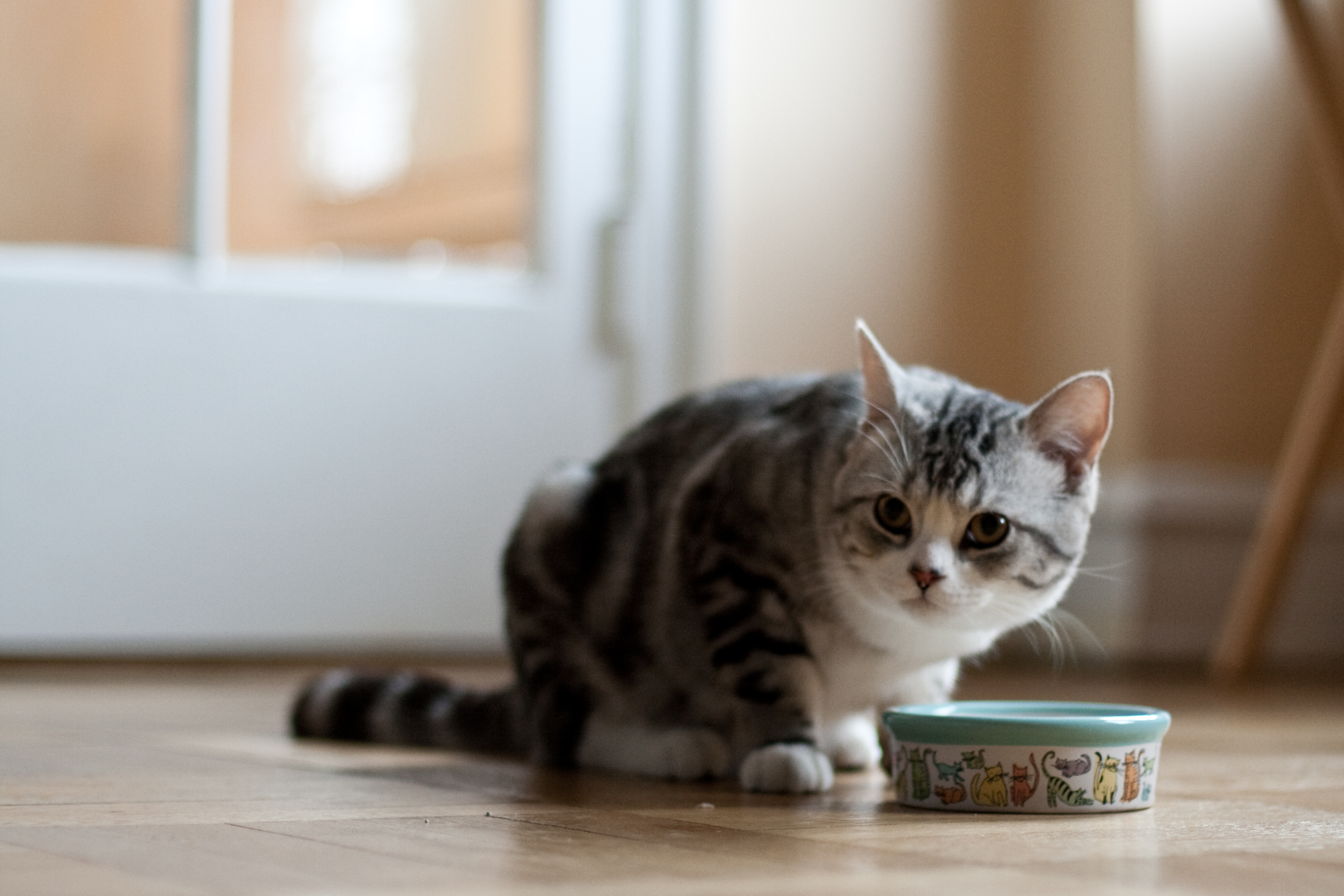 Should You Feed Your Cat Offal?
