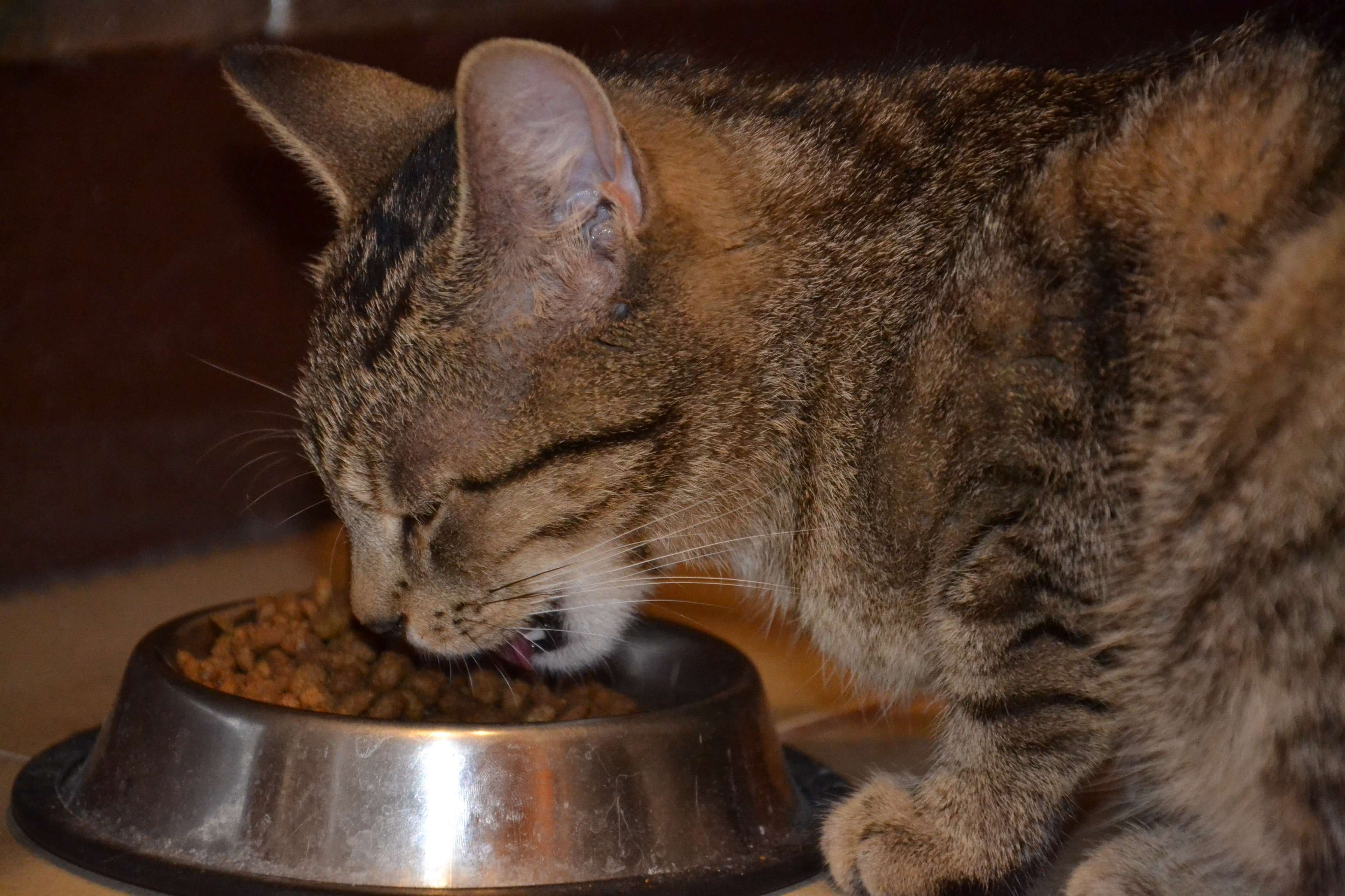 Cat Eating Cat food image - Free stock photo - Public Domain photo ...