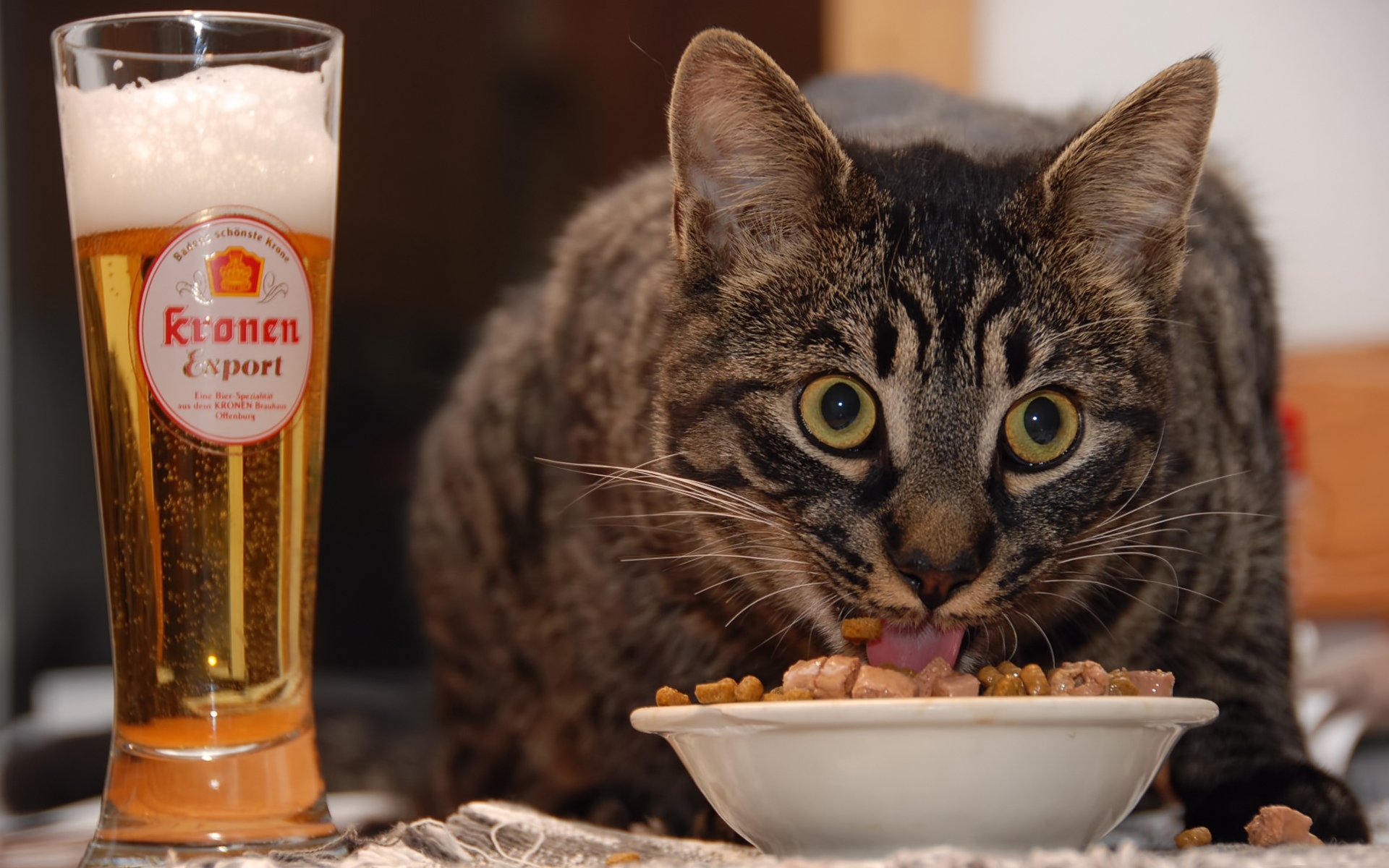 Cat Eating wallpapers | Cat Eating stock photos