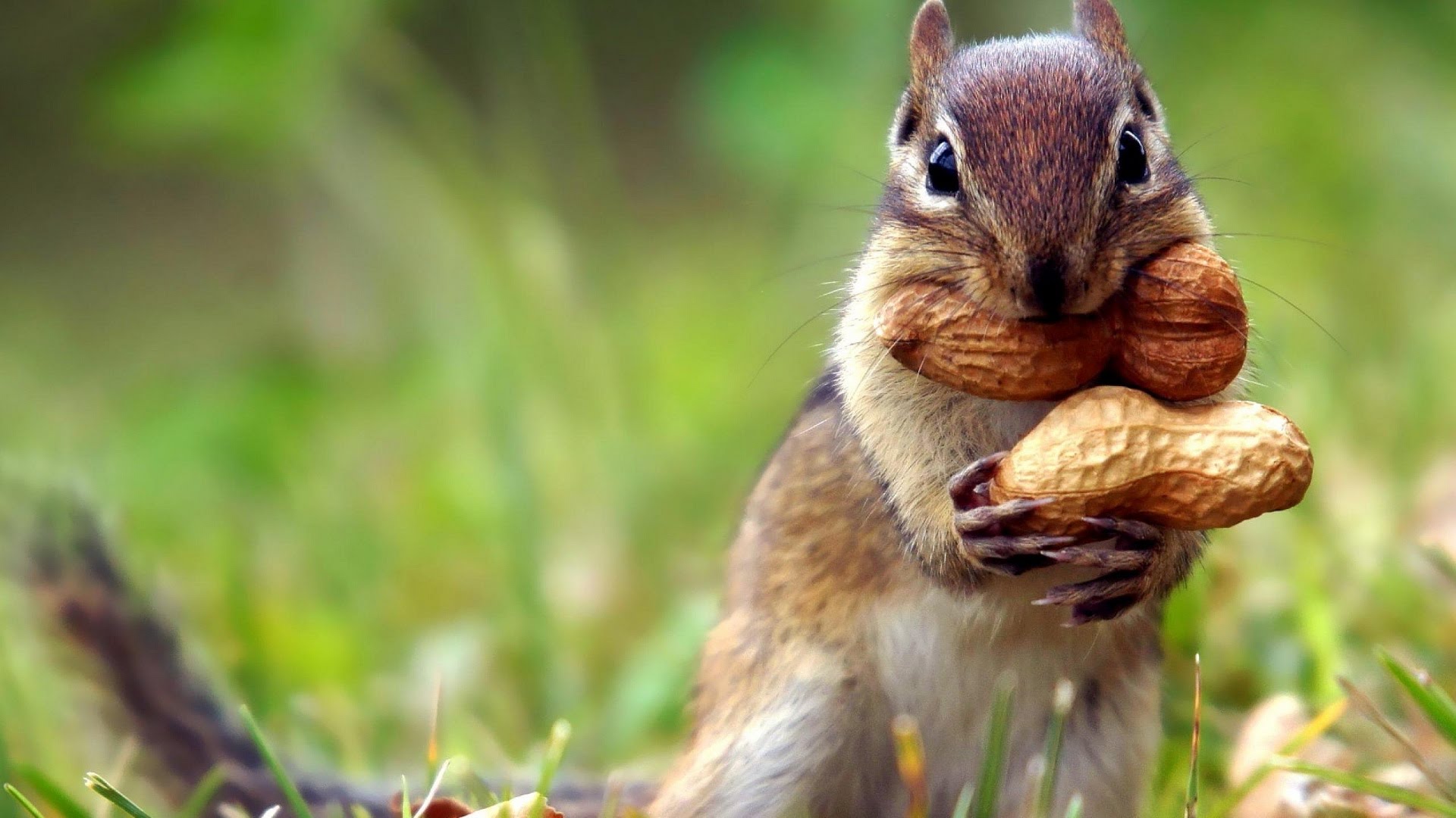 Funny chipmunks eating and hiding - YouTube