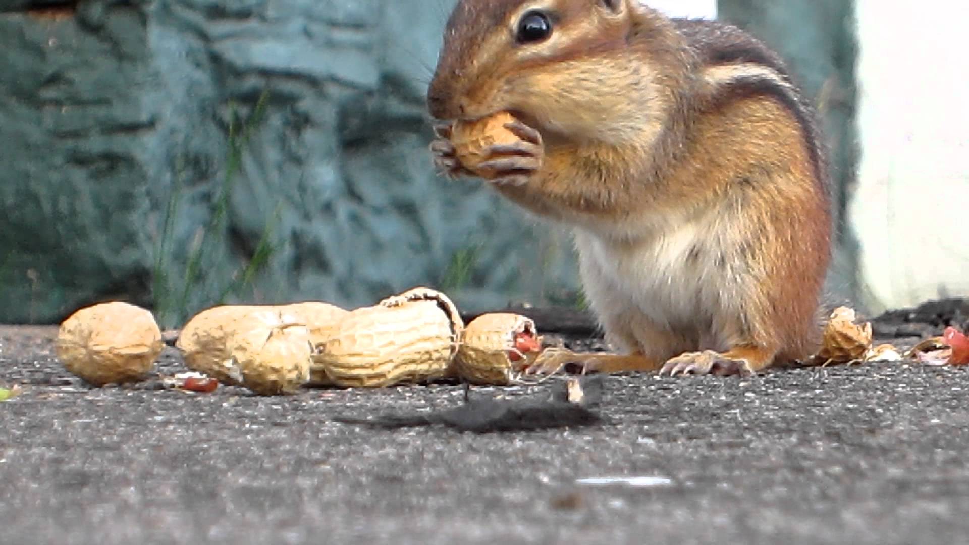 Chipmunk eating nuts 1 - YouTube
