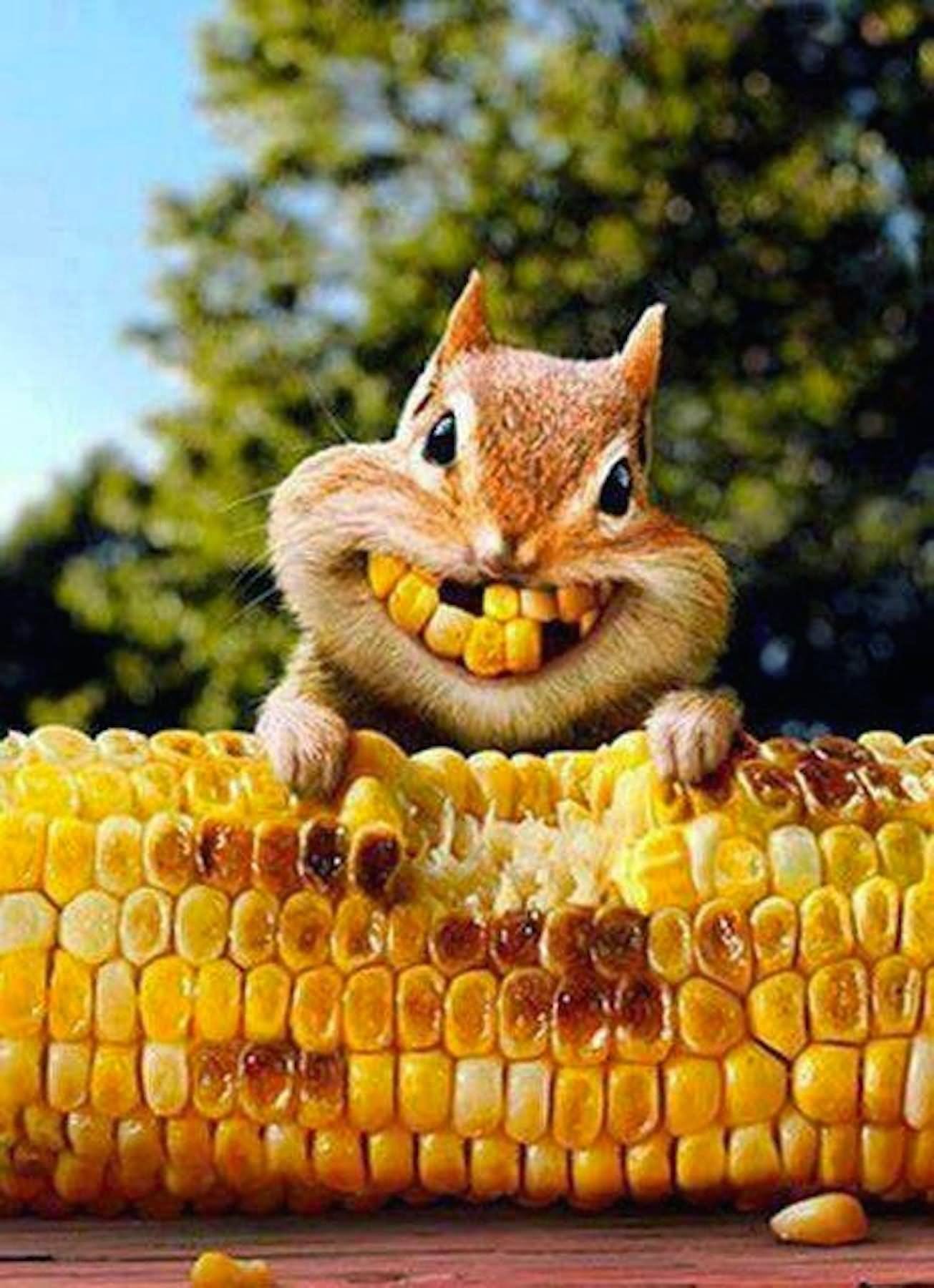 50 Most Funniest Chipmunk Pictures And Photo