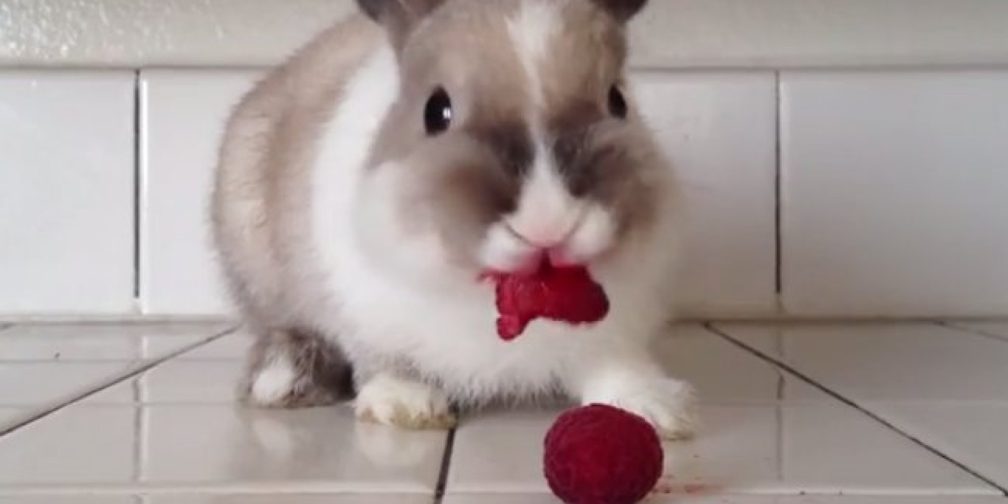 This Bunny Is Just Eating Some Raspberries, But It Sure Looks Like ...