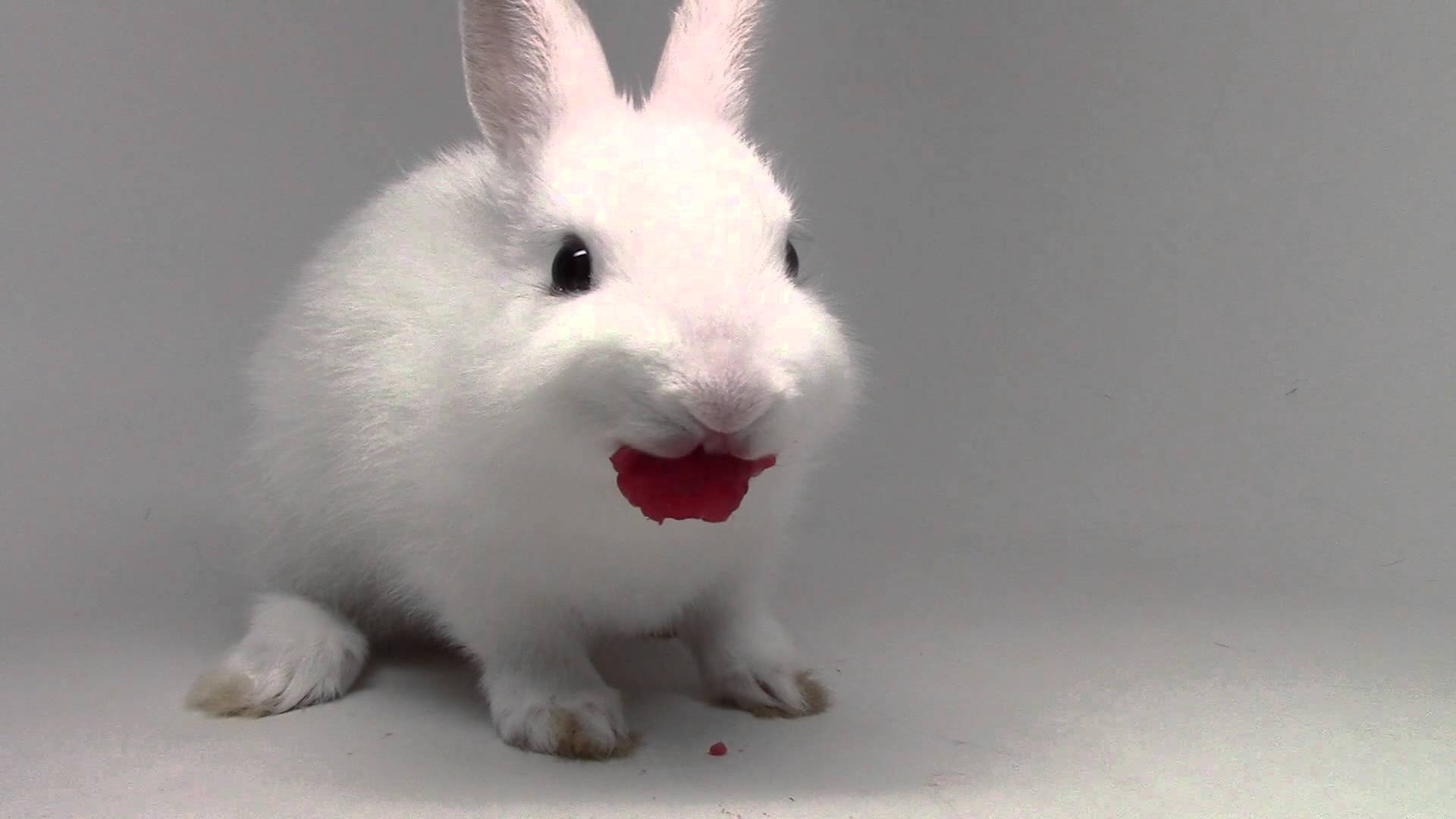 Bunny eating raspberries! - YouTube
