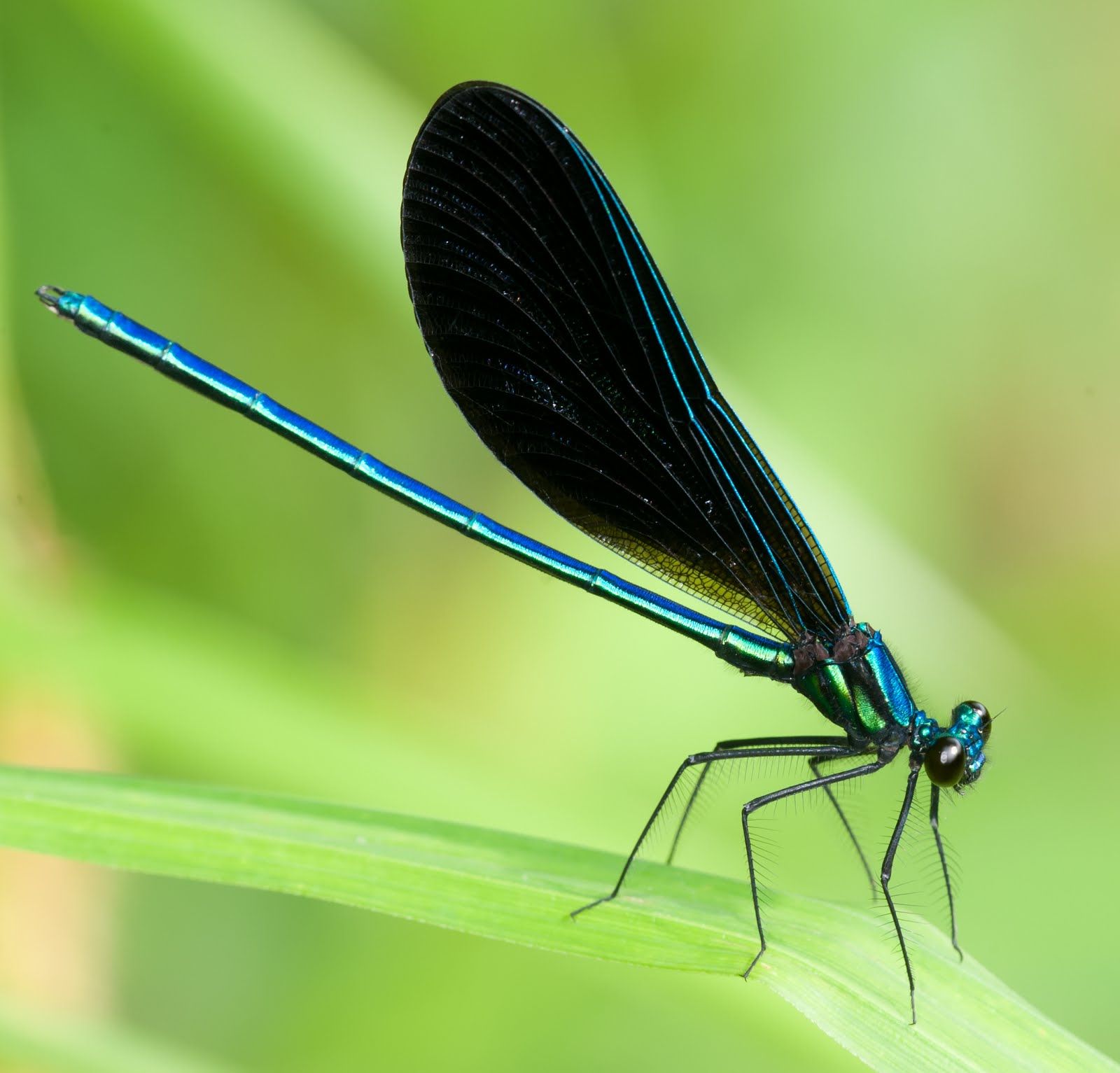 ebony jewelwing, black-winged damselfly | Dragonflies | Pinterest ...