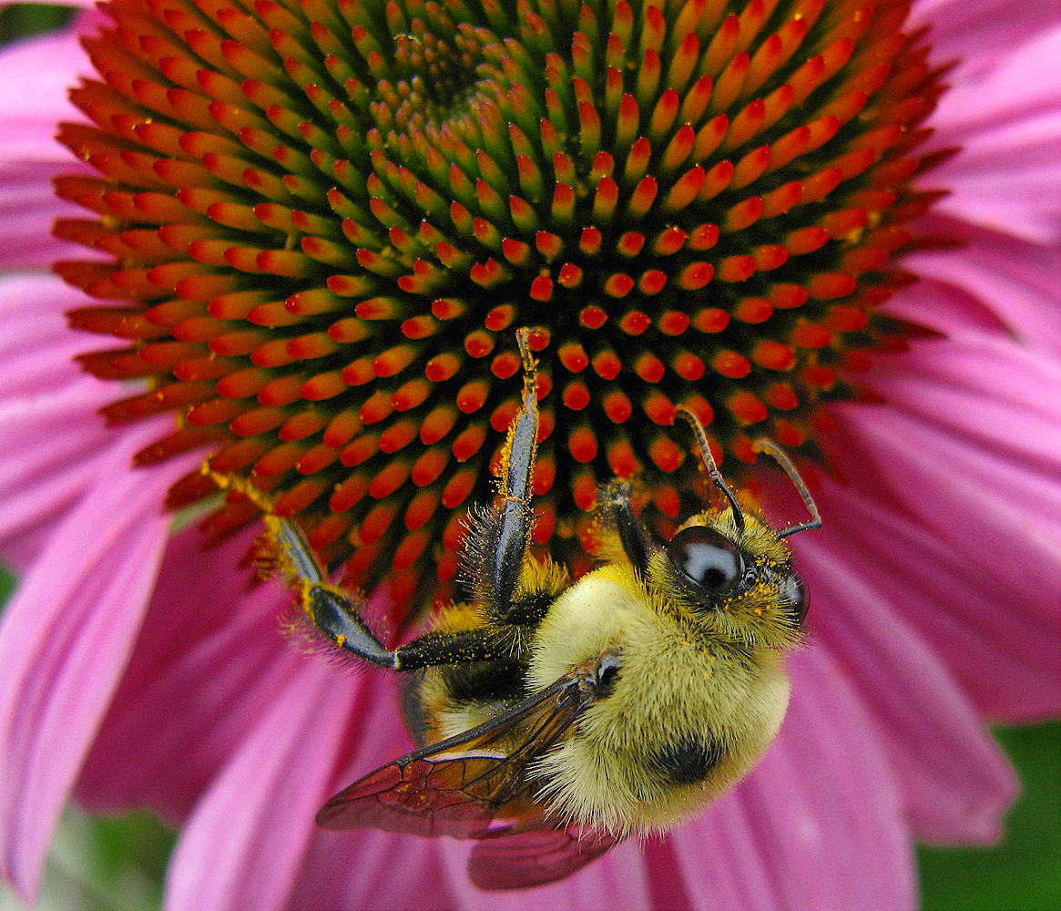 Echinacea bee photo