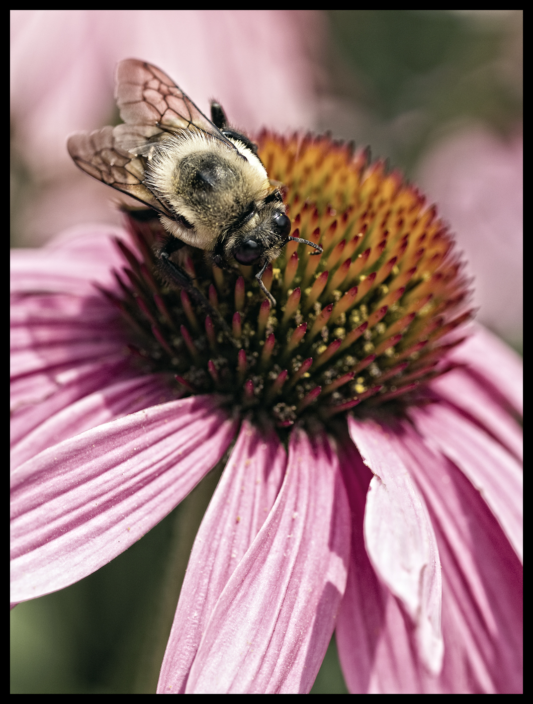 Echinacea bee photo