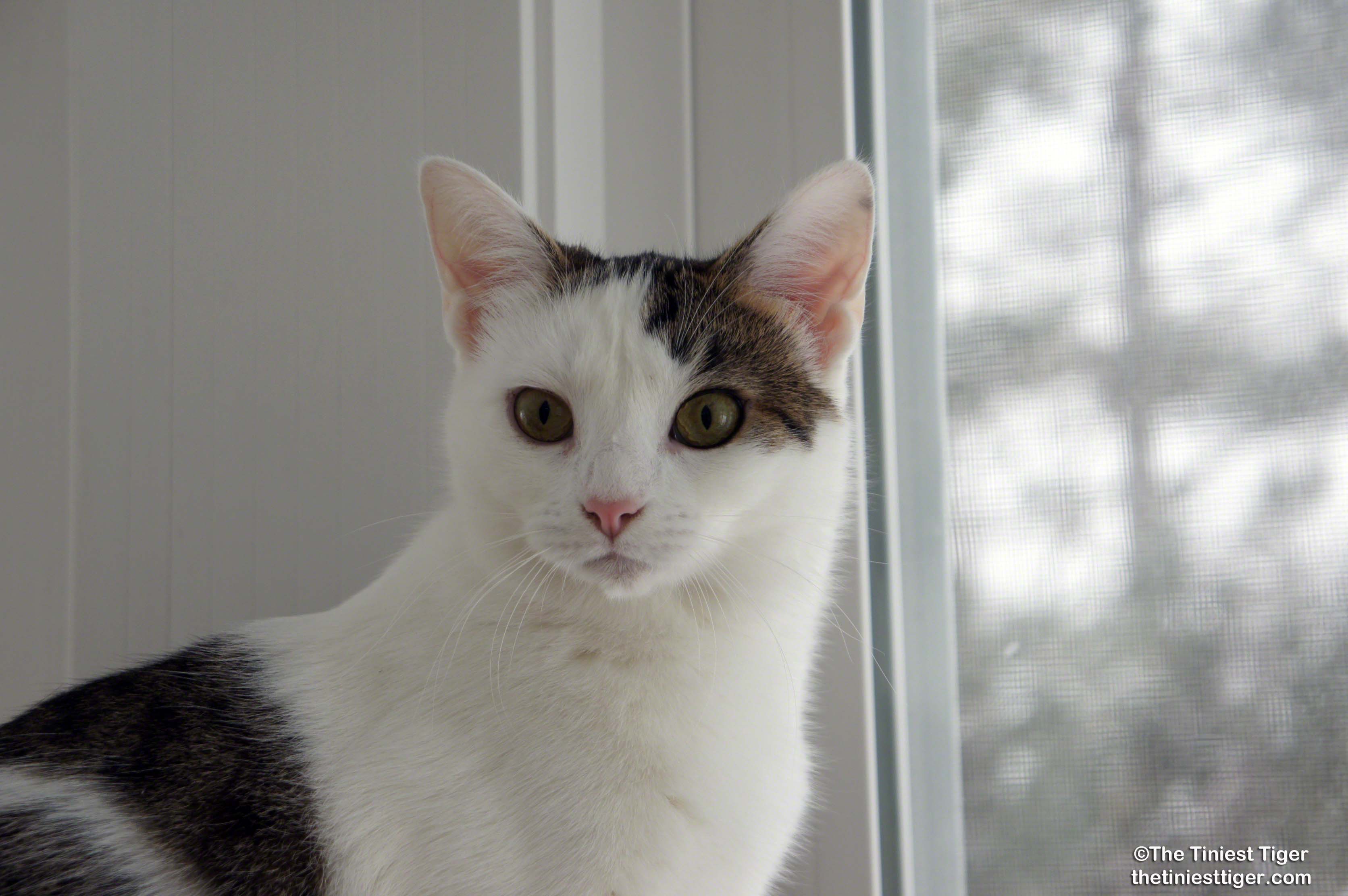 Two Curious Cats Annie and Eddie's First Snow Day | The Tiniest ...