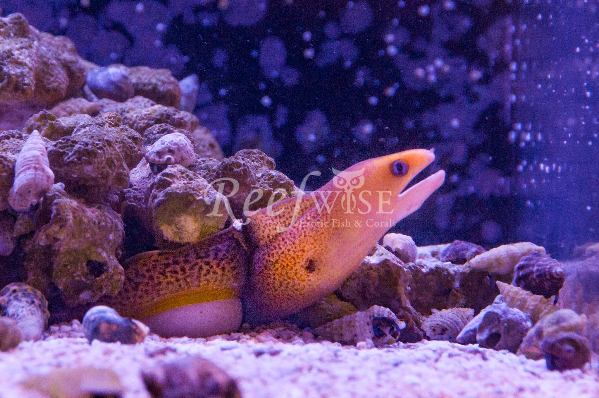 10 Awesome Golden Dwarf Moray Eel for Sale Pics | Quality Aquarium Fish