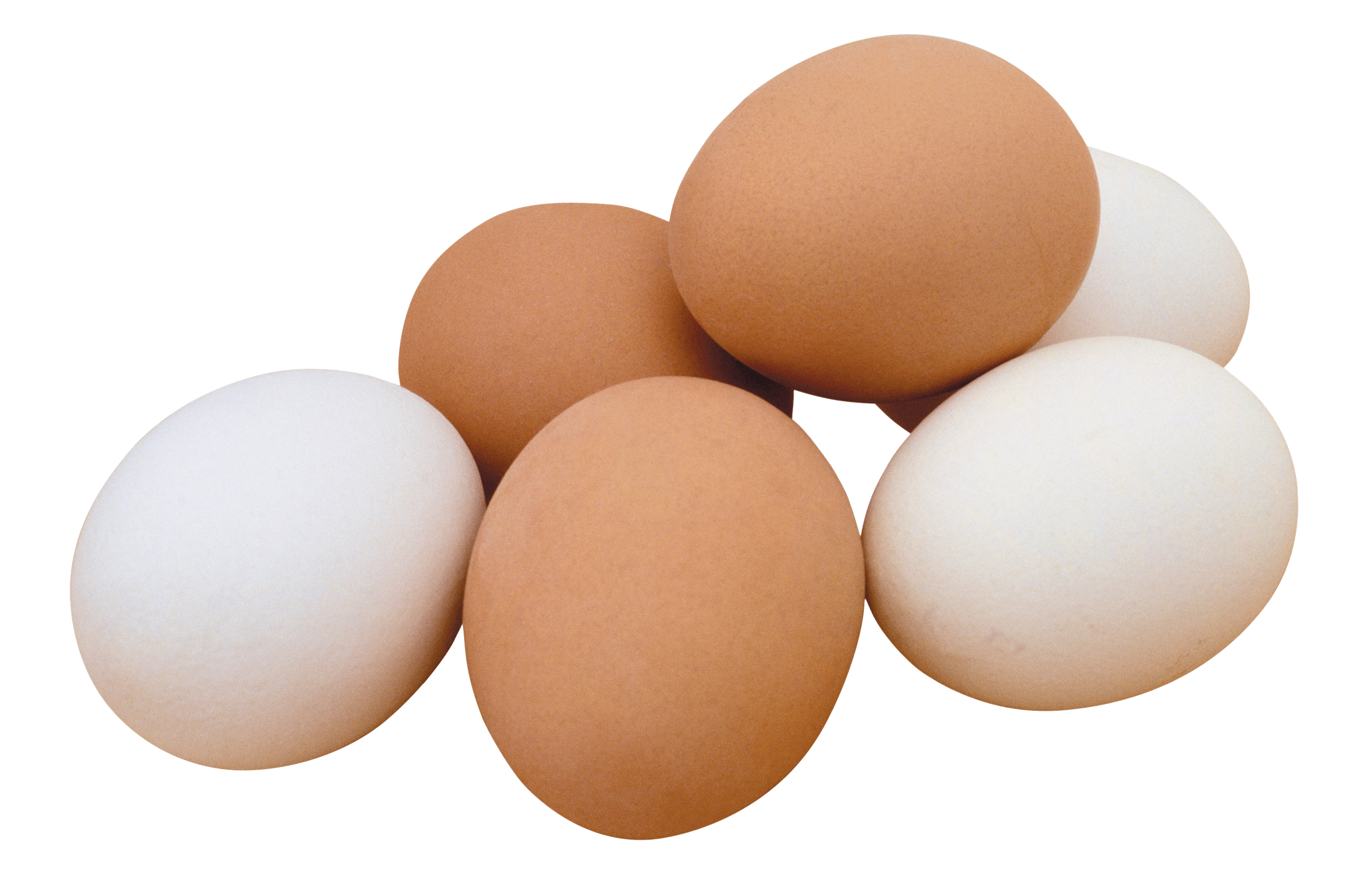 Egg transparent PNG - StickPNG