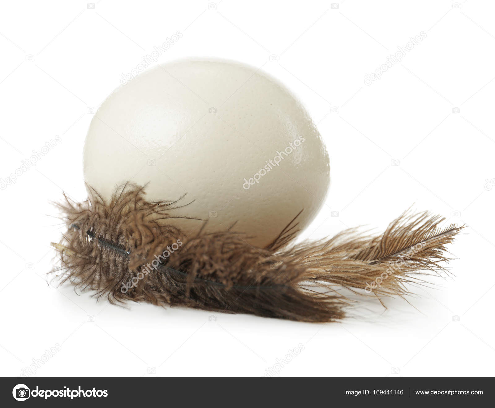 Ostrich egg and feathers on white background — Stock Photo ...