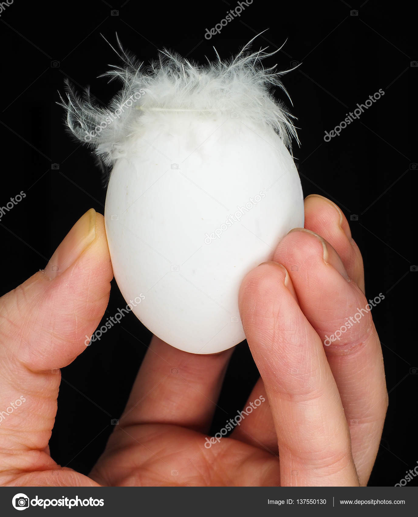 White egg with feathers, isolated on black in a human hand — Stock ...