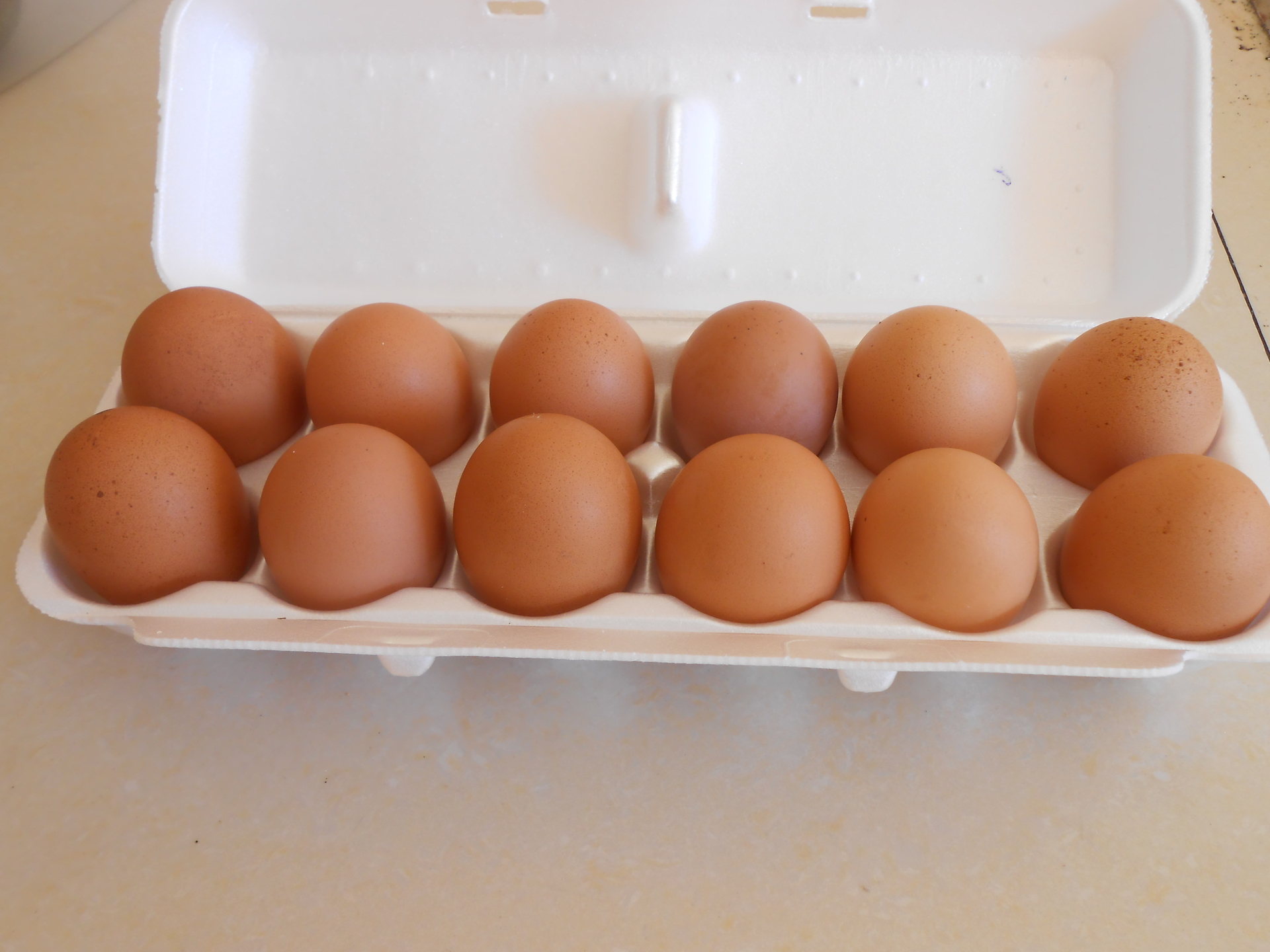 Eggs in box photo