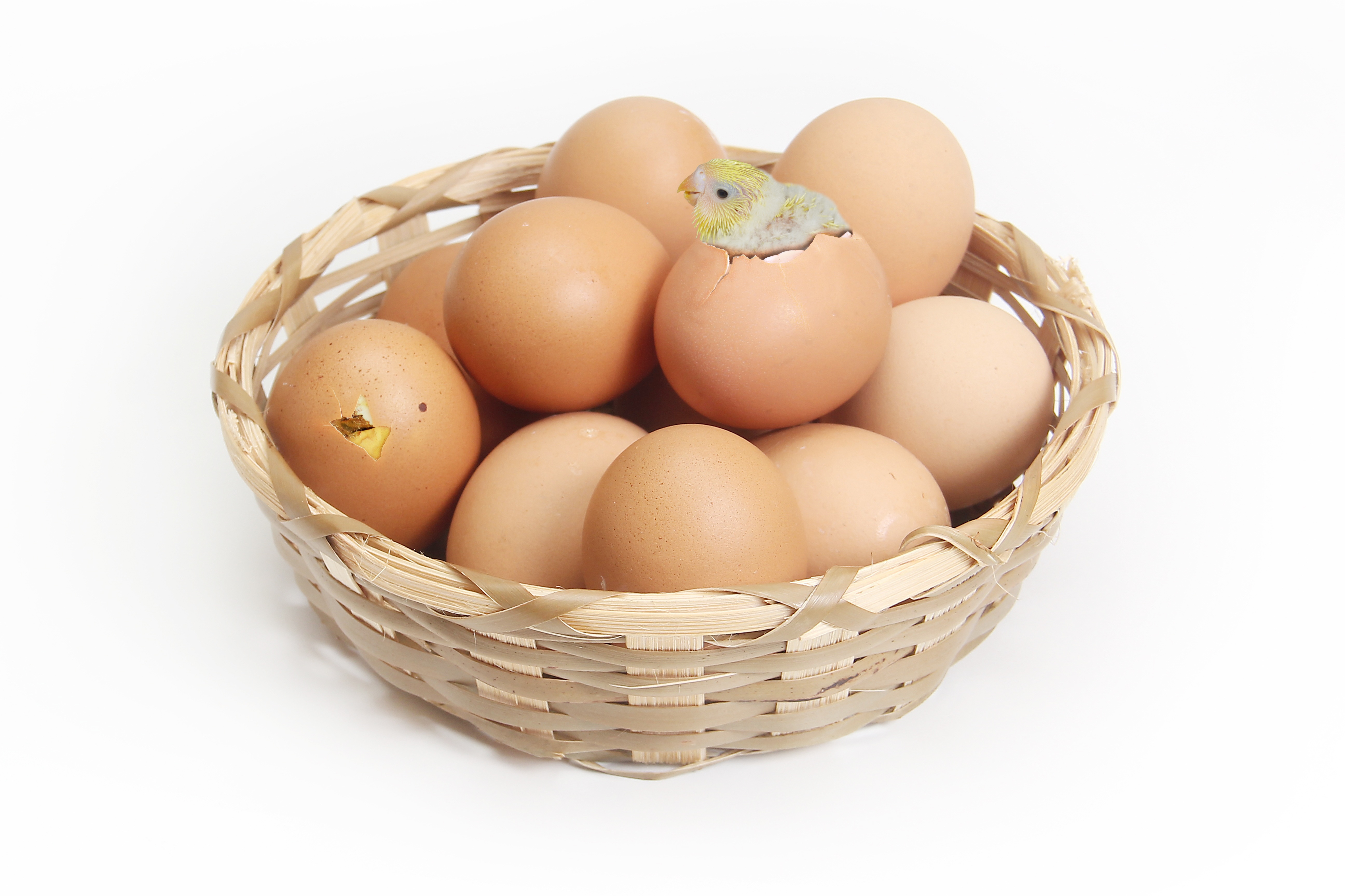 Eggs in the basket photo