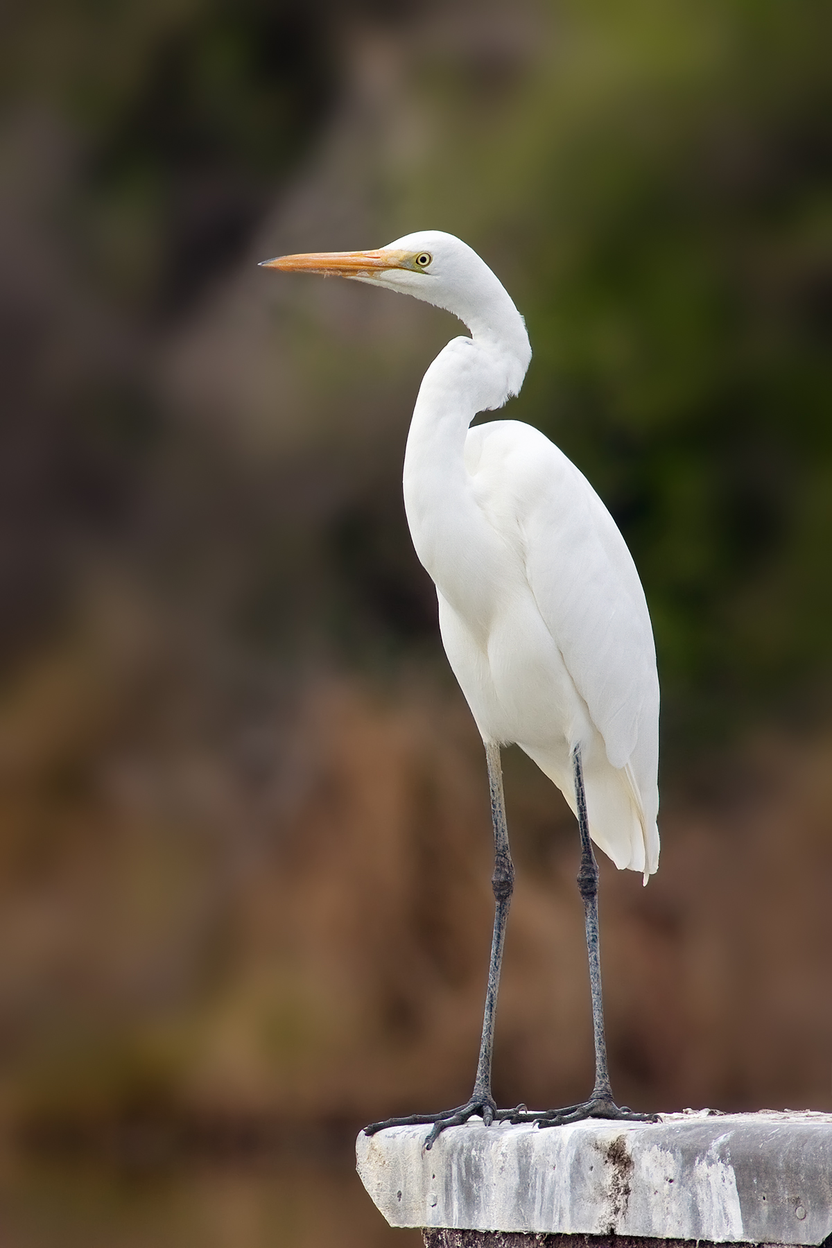 Giant egret photo
