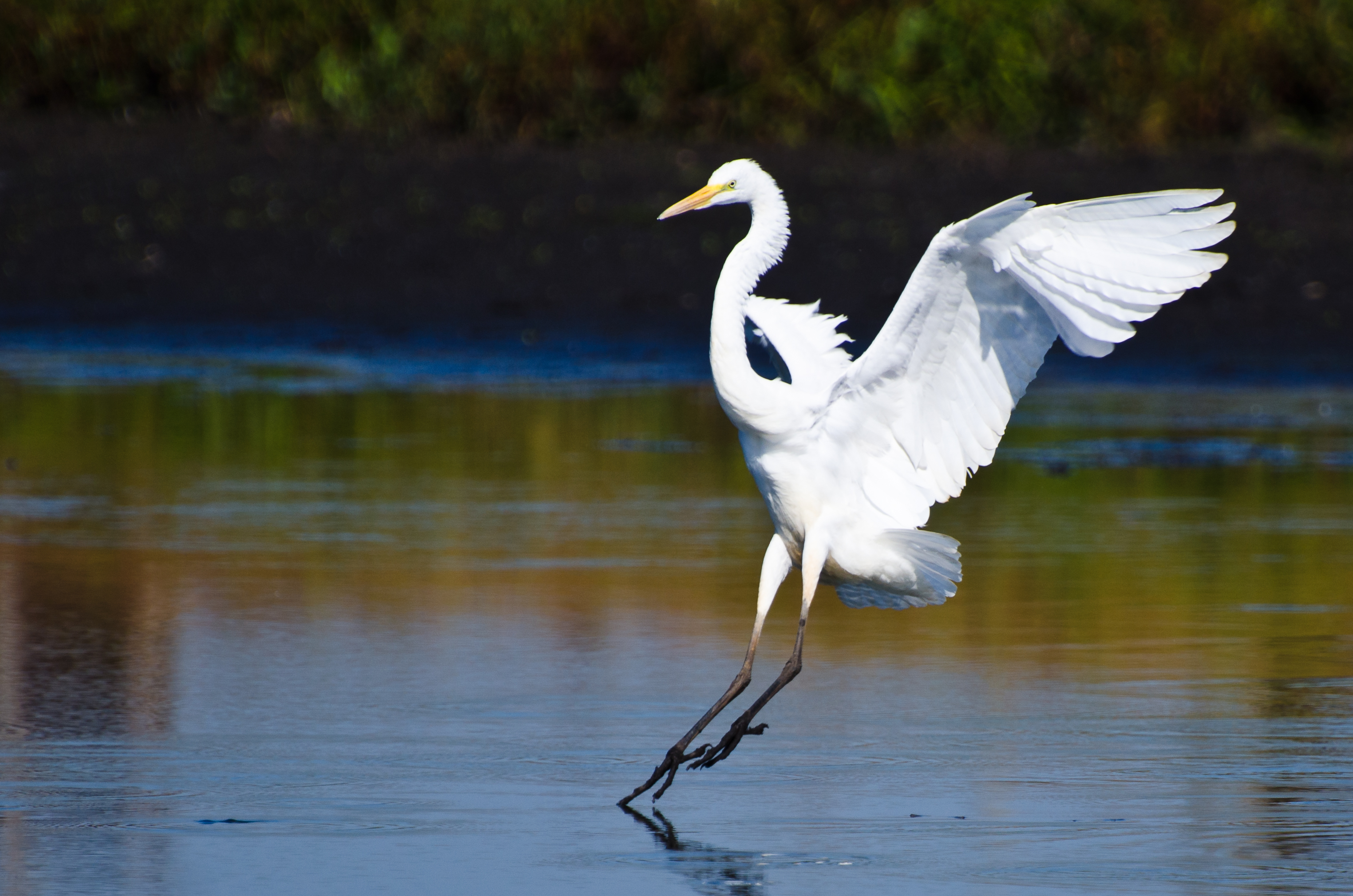 Dream and Dialog with Great White Egret | Rahima Warren