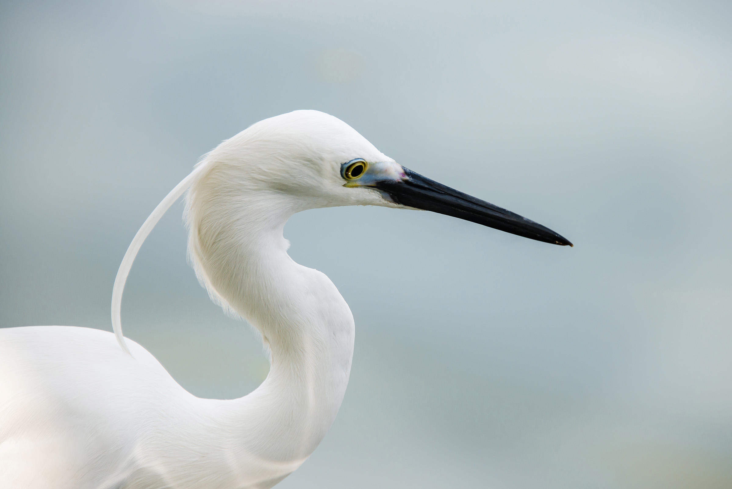 Little Egret | Audubon Field Guide
