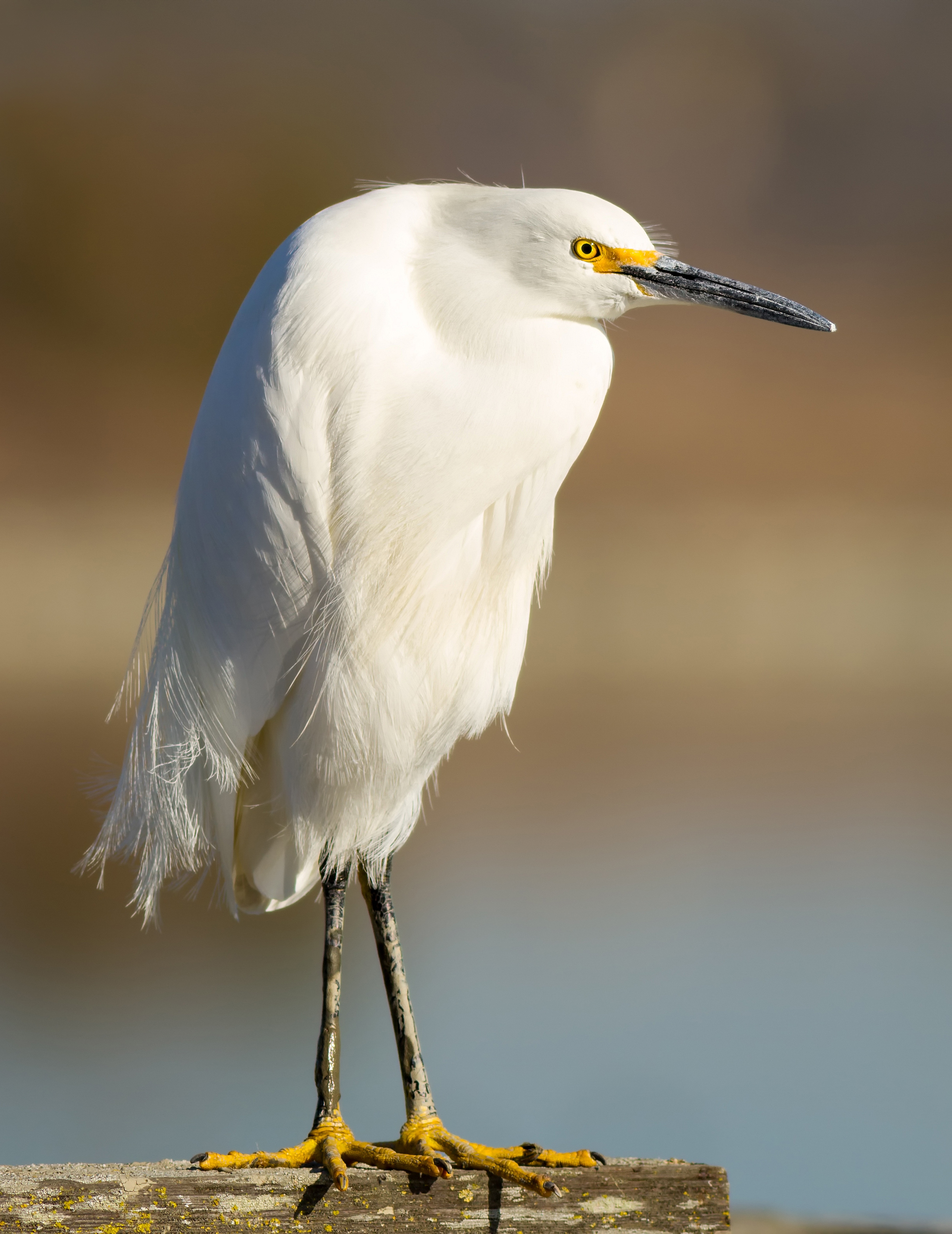 Snowy egret - Wikipedia