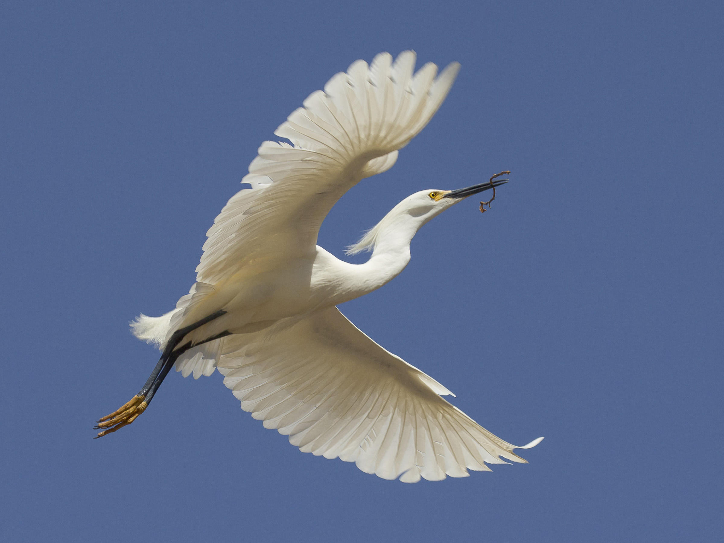 Snowy Egret | Audubon Field Guide