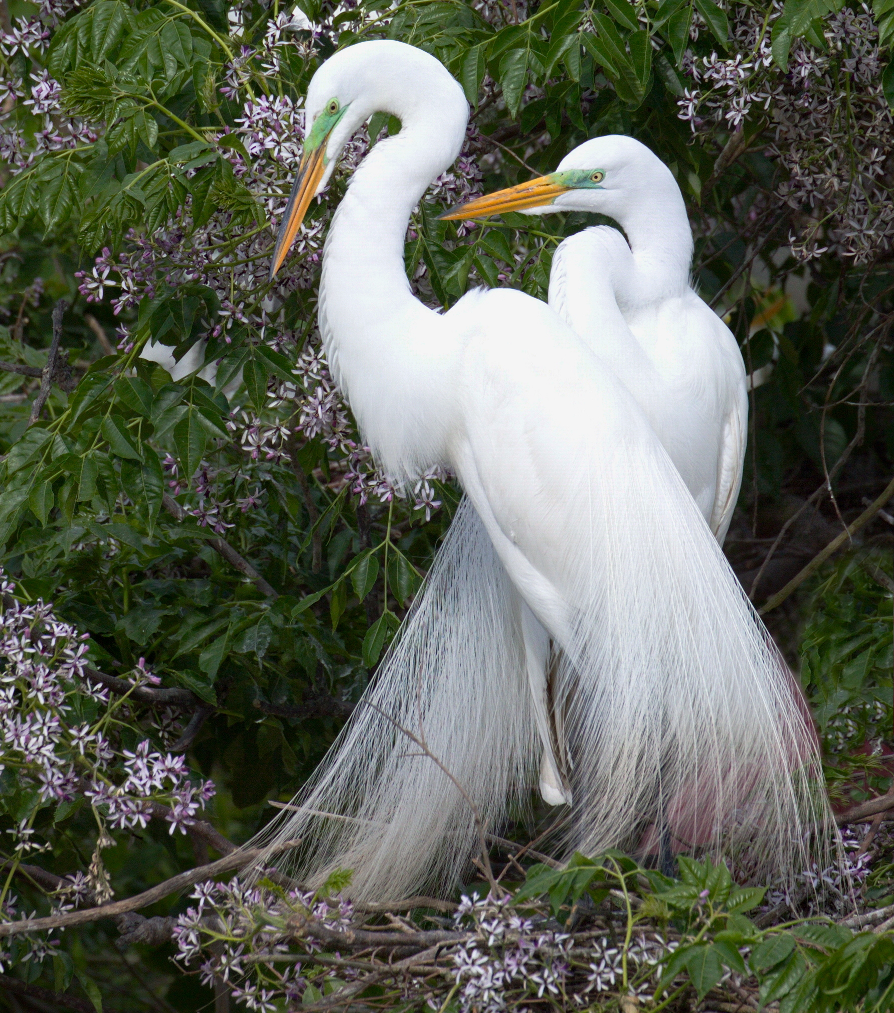 Great Egret | San Diego Bird Spot