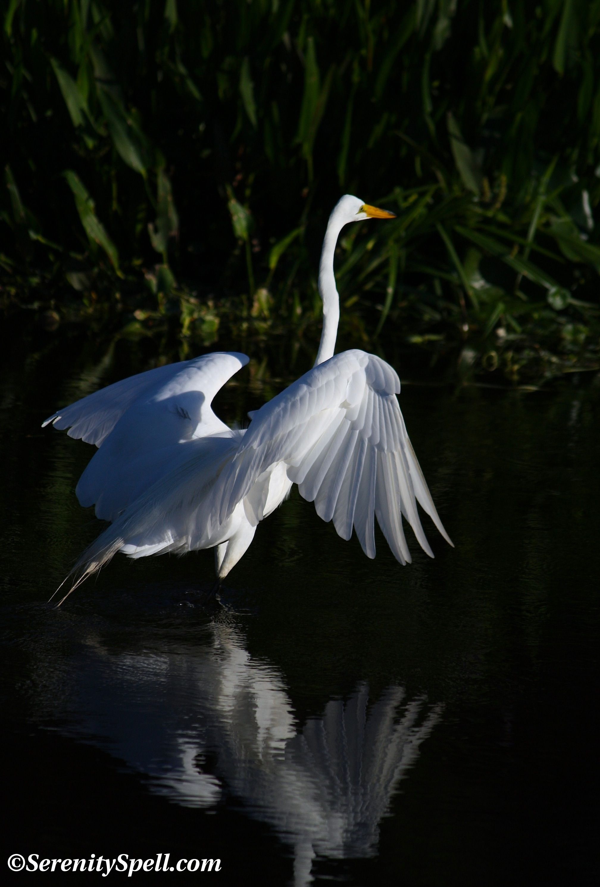 Great Egrets | Serenity Spell | Love it | Pinterest | Florida ...
