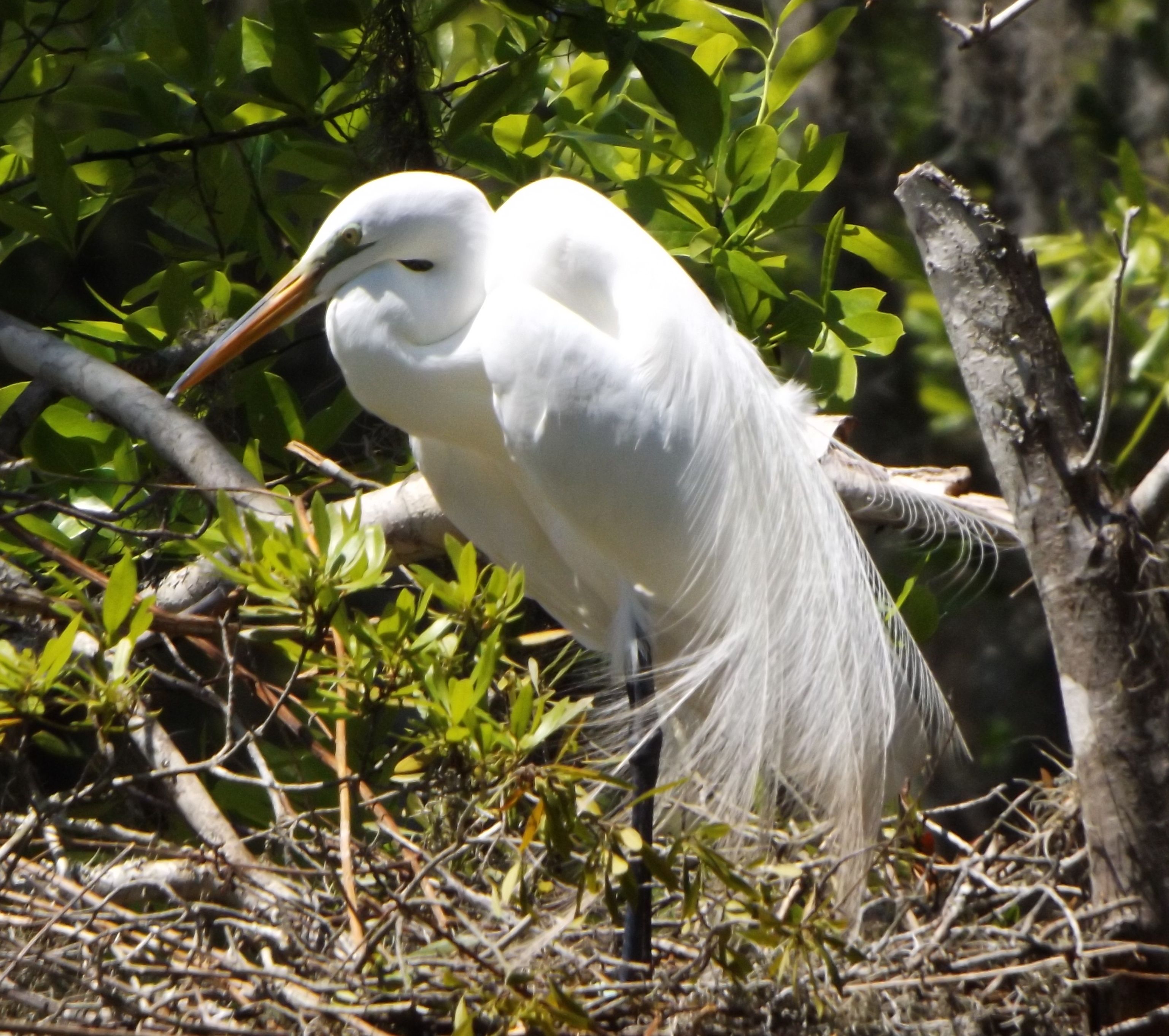 Great Egret on her nest at the Audubon Swamp at Magnolia Plantation ...