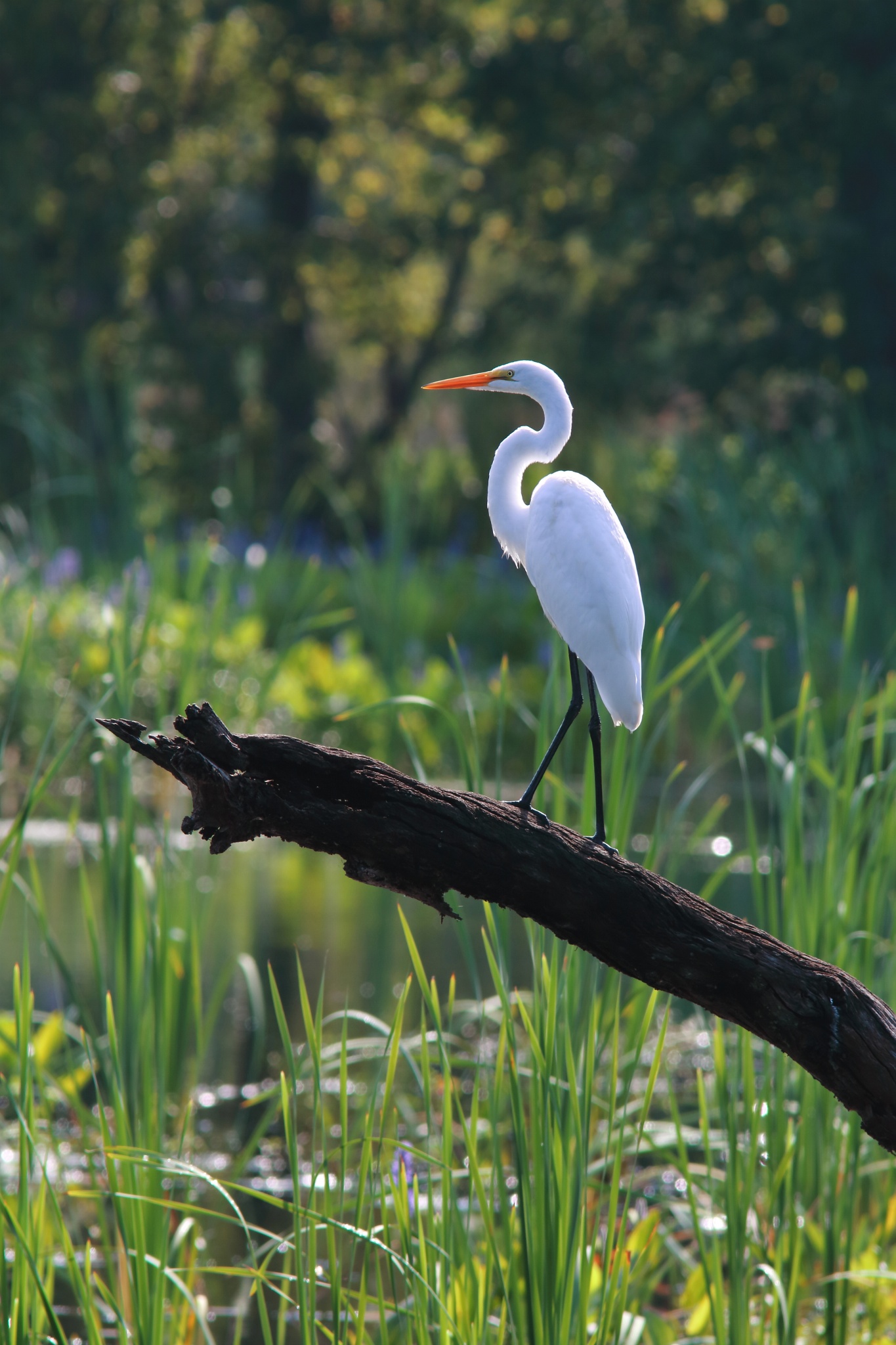 A Great Egret enjoying the view from its perch. Photo - Great Egret ...