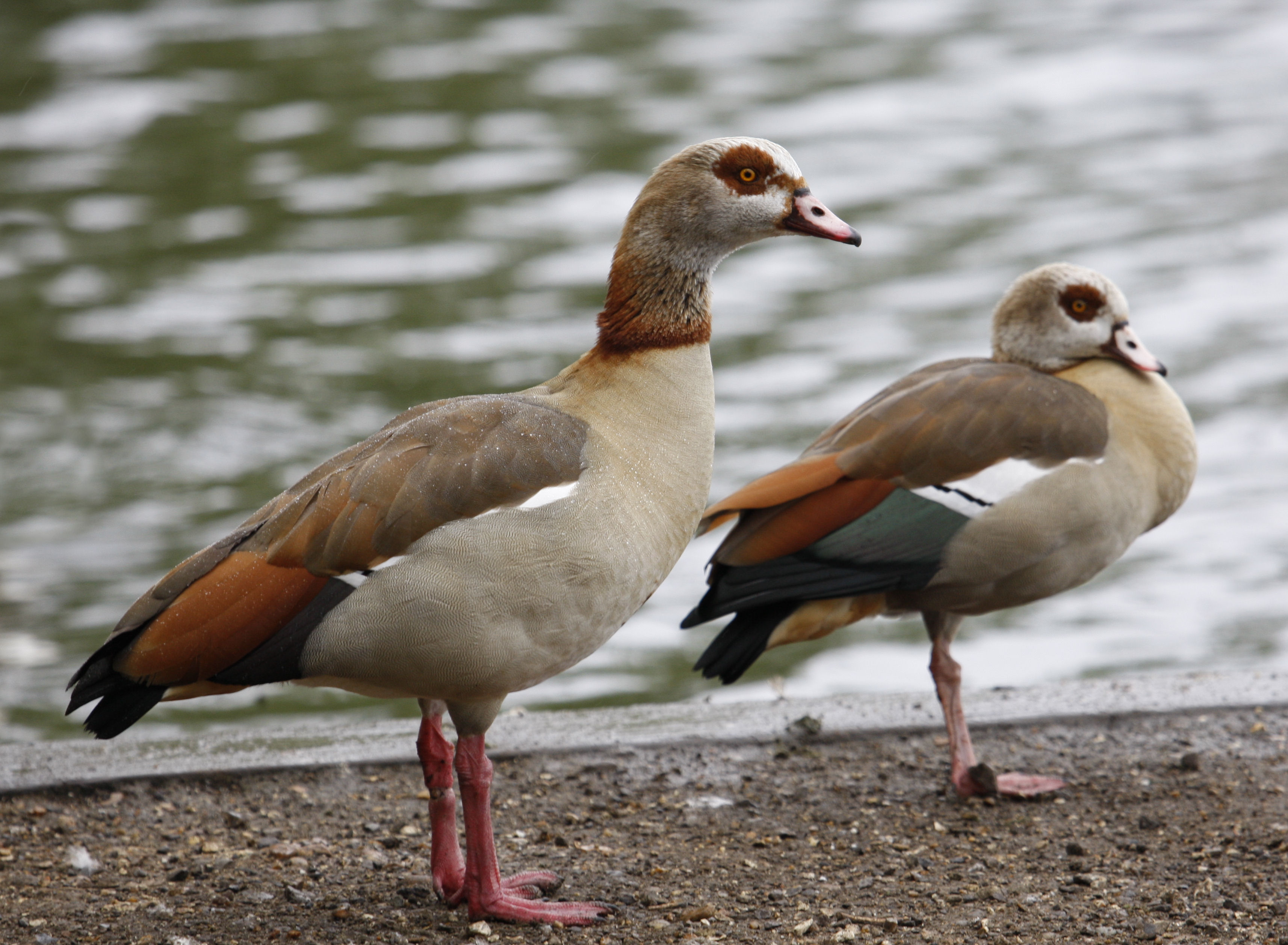 Is this an Egyptian Goose?? - Identify this - Wildlife - The RSPB ...