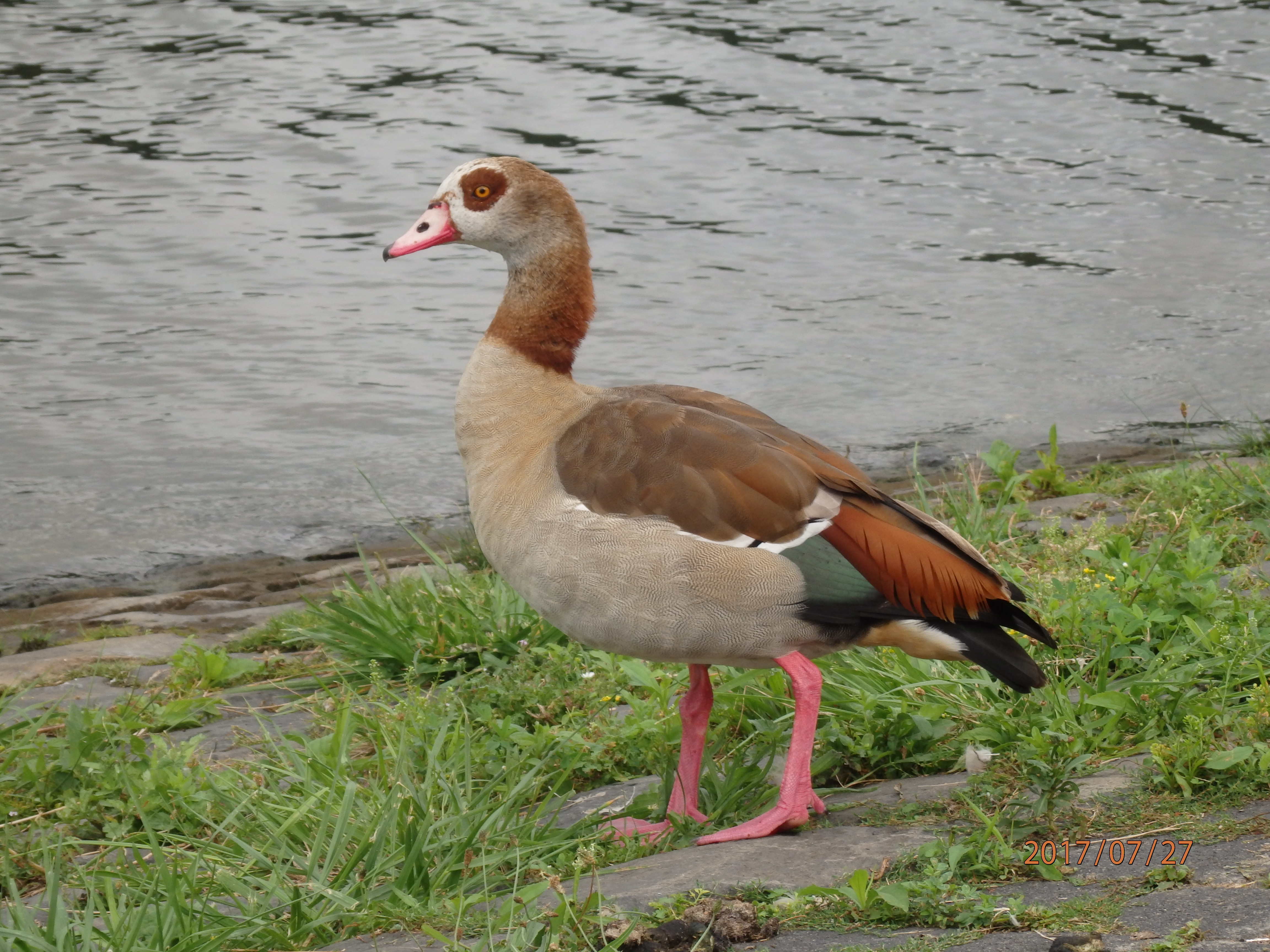 Egyptian geese? - Identify this - Wildlife - The RSPB Community