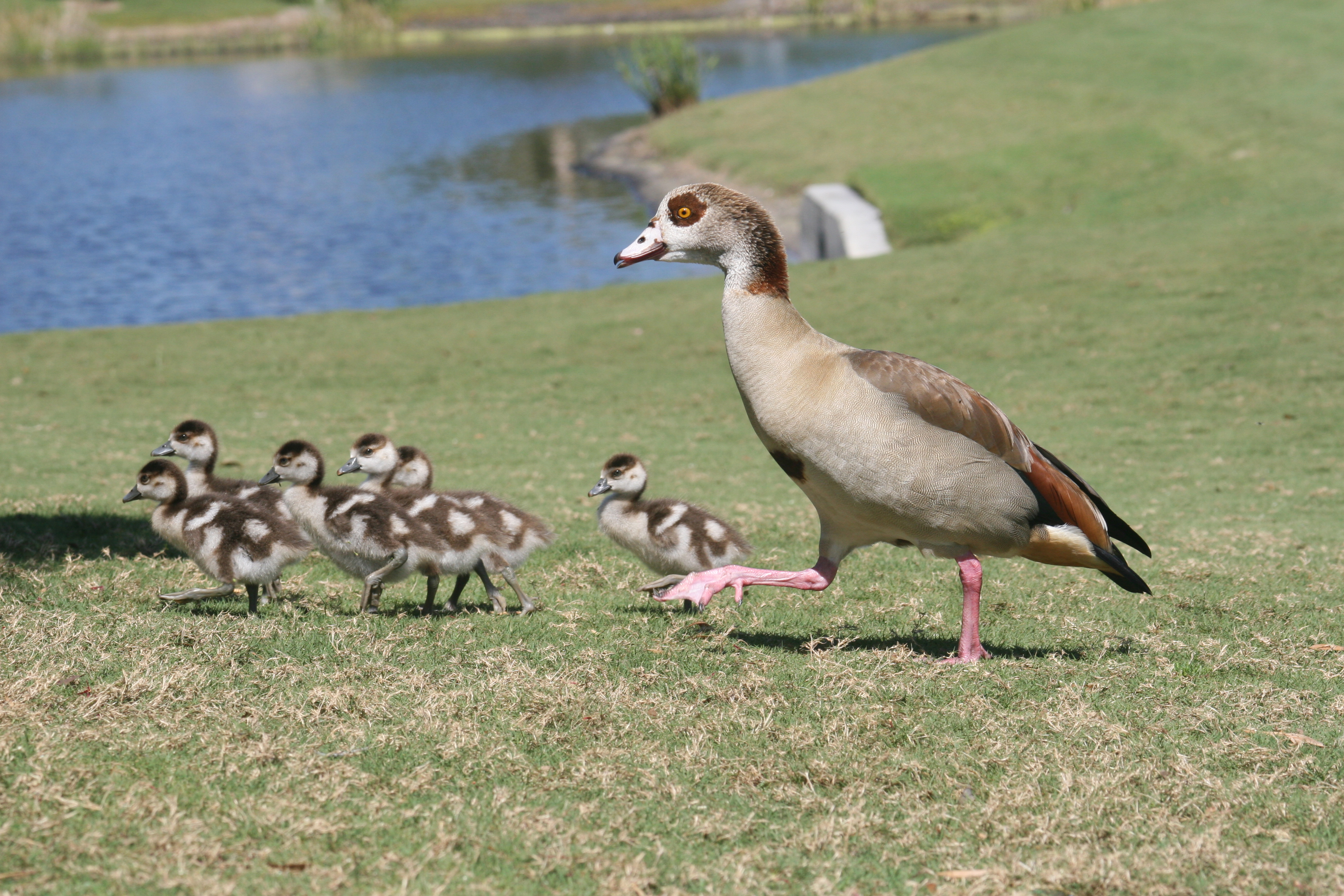 Get Rid of Geese from Golf Courses | Bird B Gone Blog