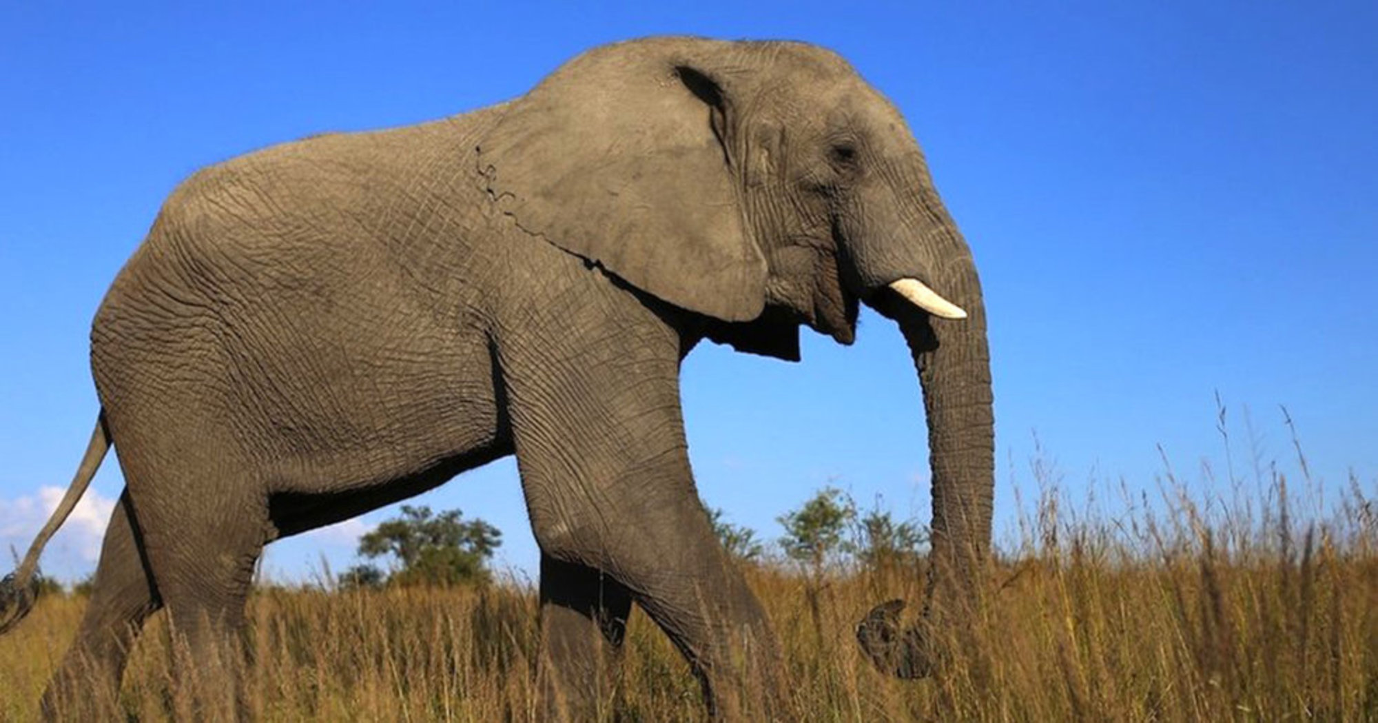 Elephant photo