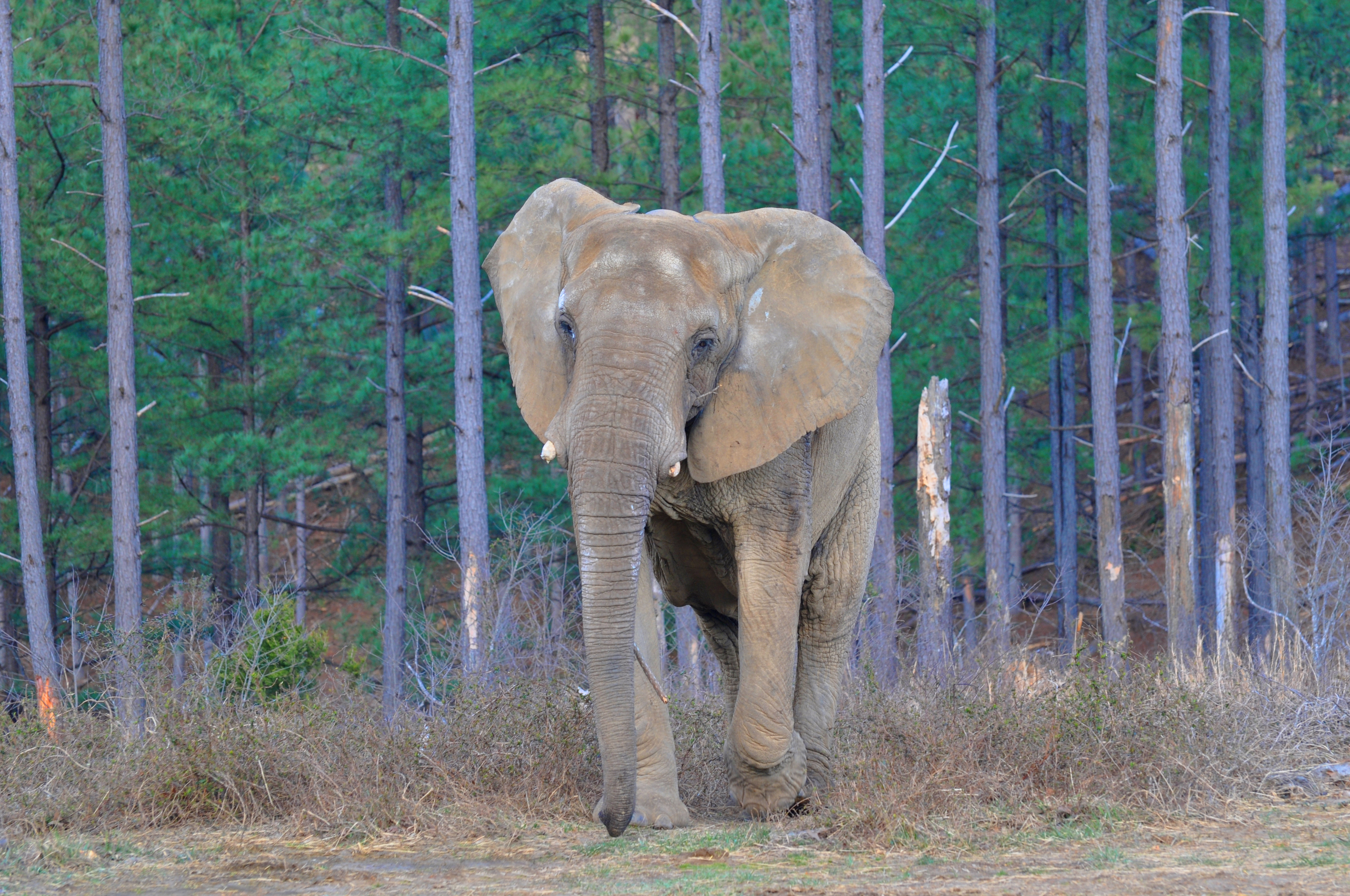 Elephant Facts - The Elephant Sanctuary in Tennessee