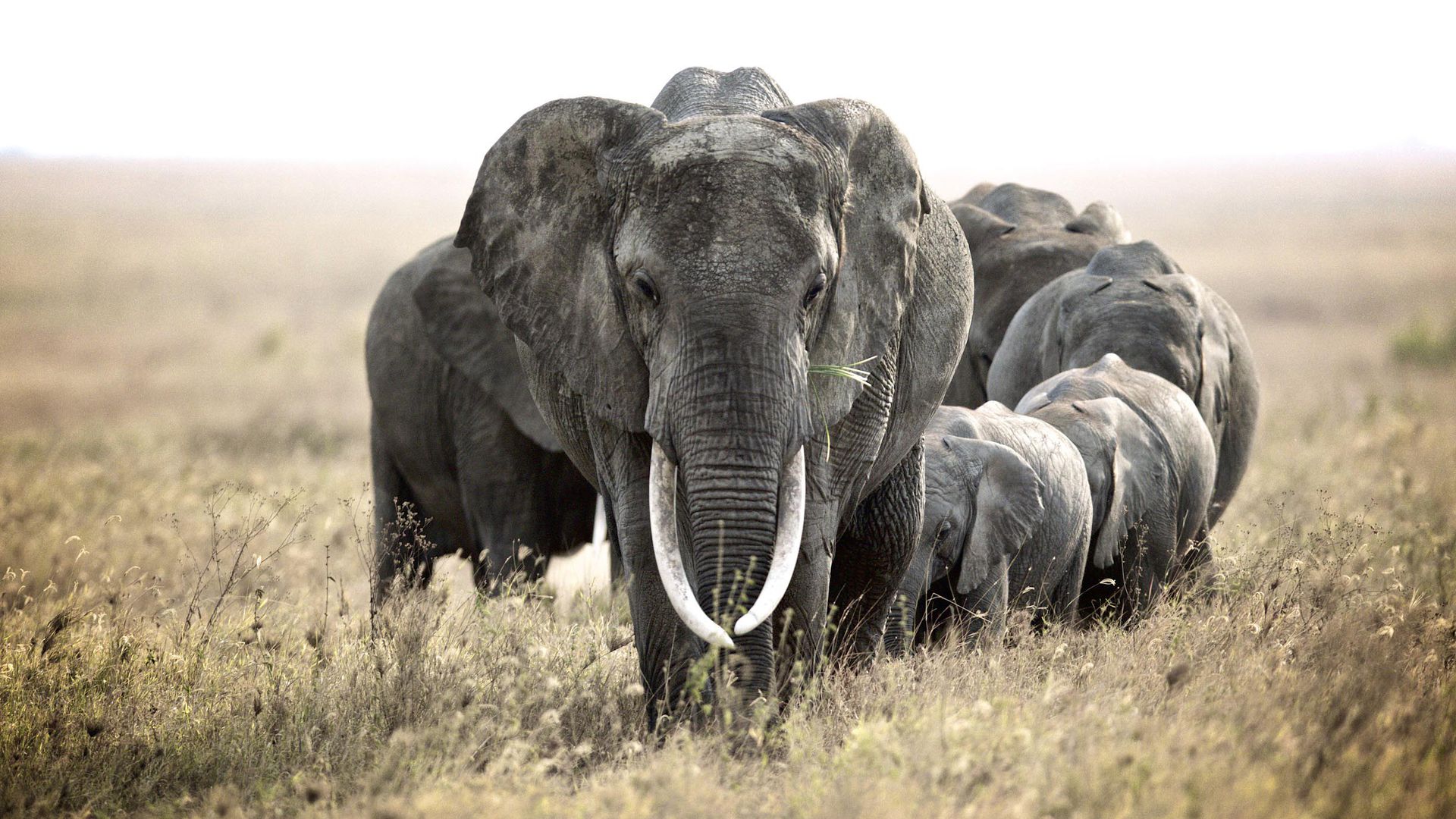 Trump admin. to consider elephant trophy imports on 'case-by-case ...