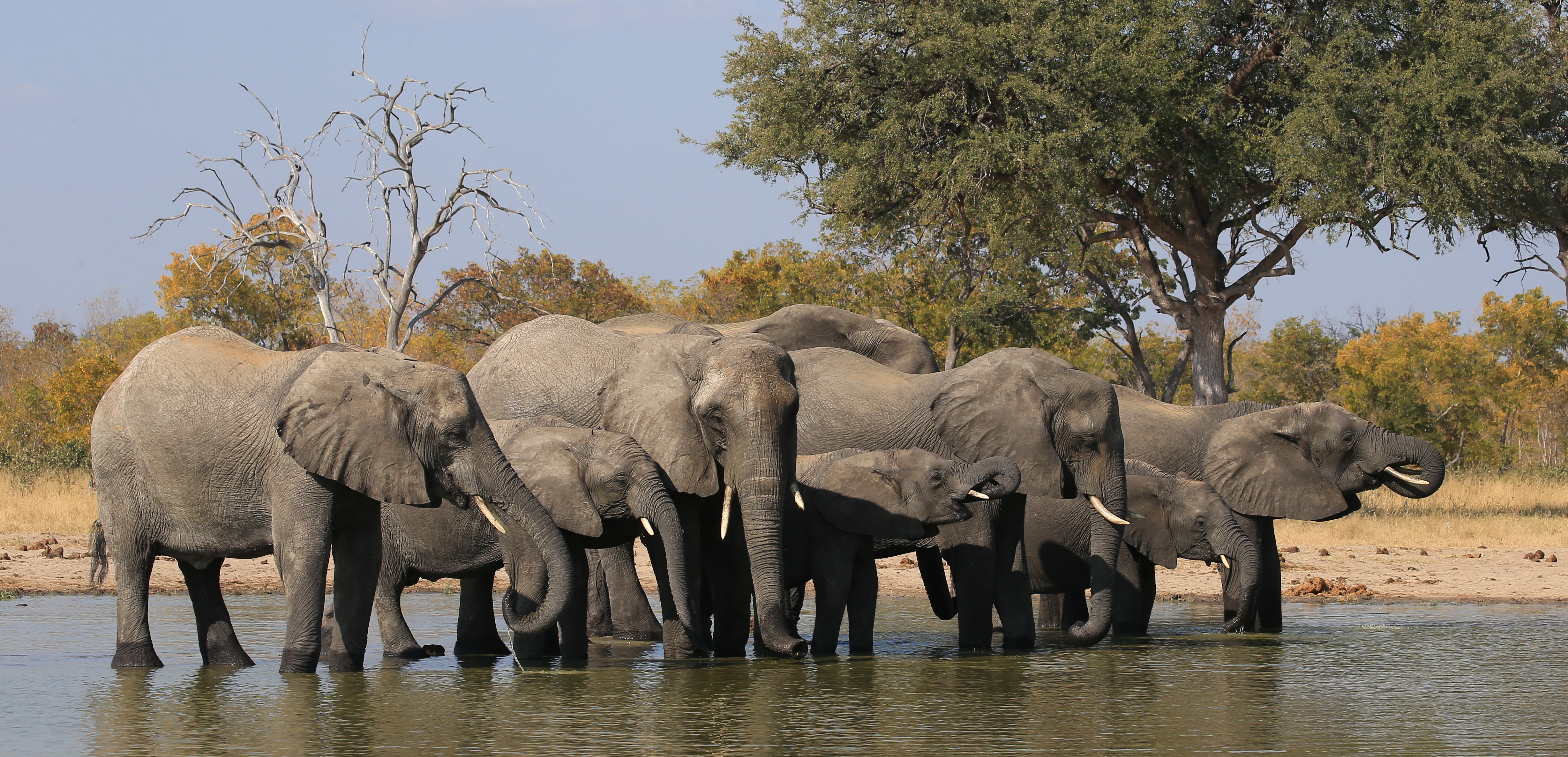 Zimbabwe National Elephant Management Plan (2015-2020 ...