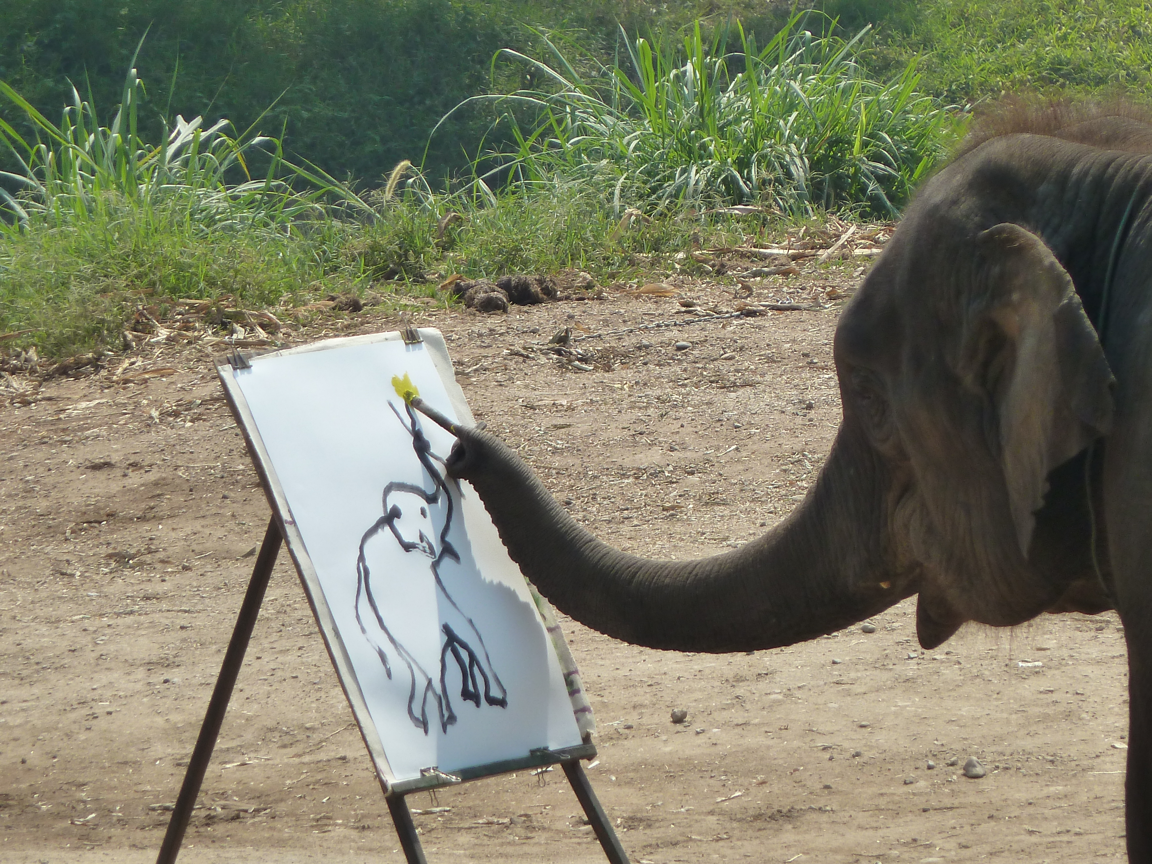 Elephants - Lessons - Tes Teach