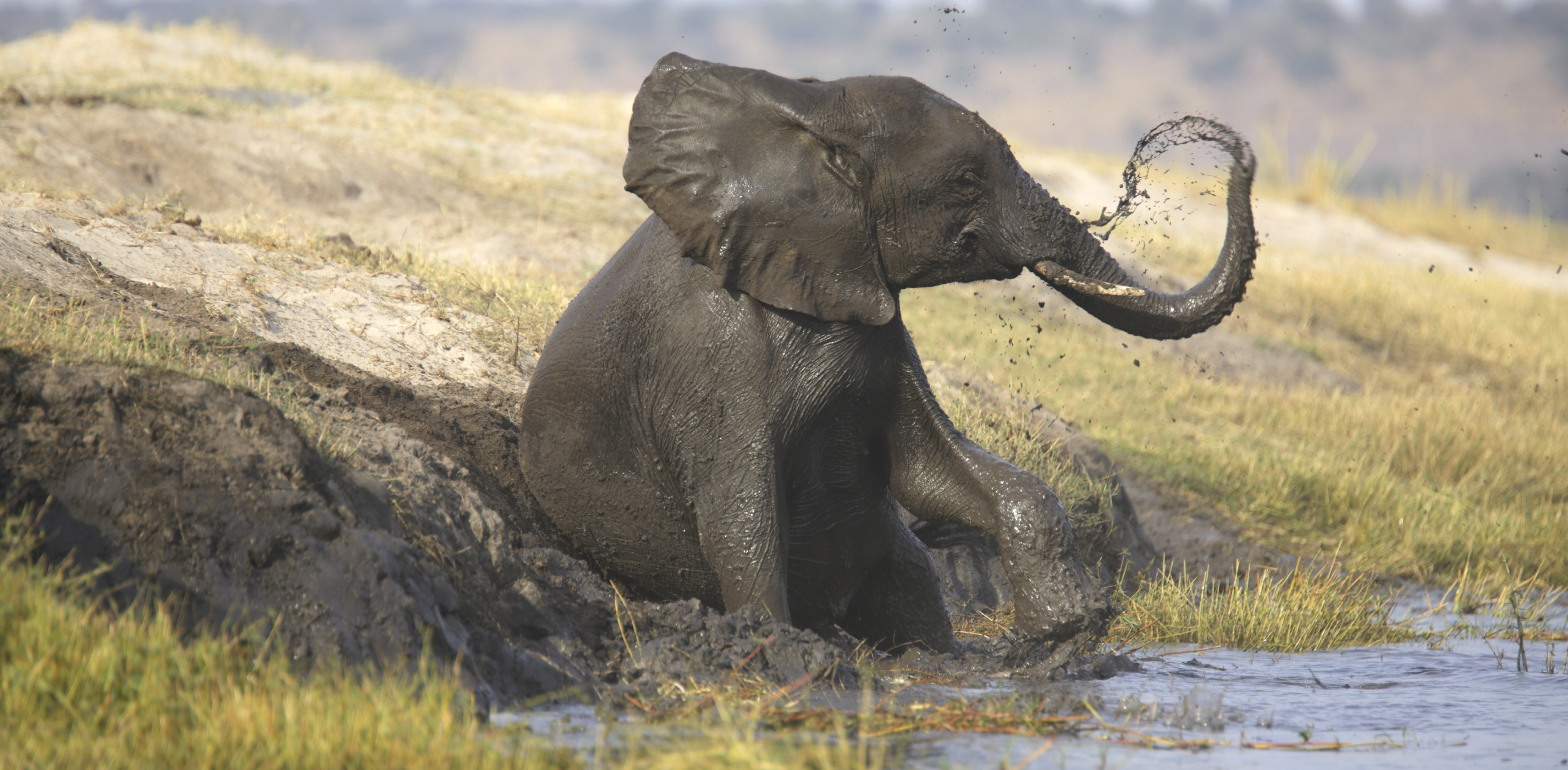 African-Elephant-3.jpg