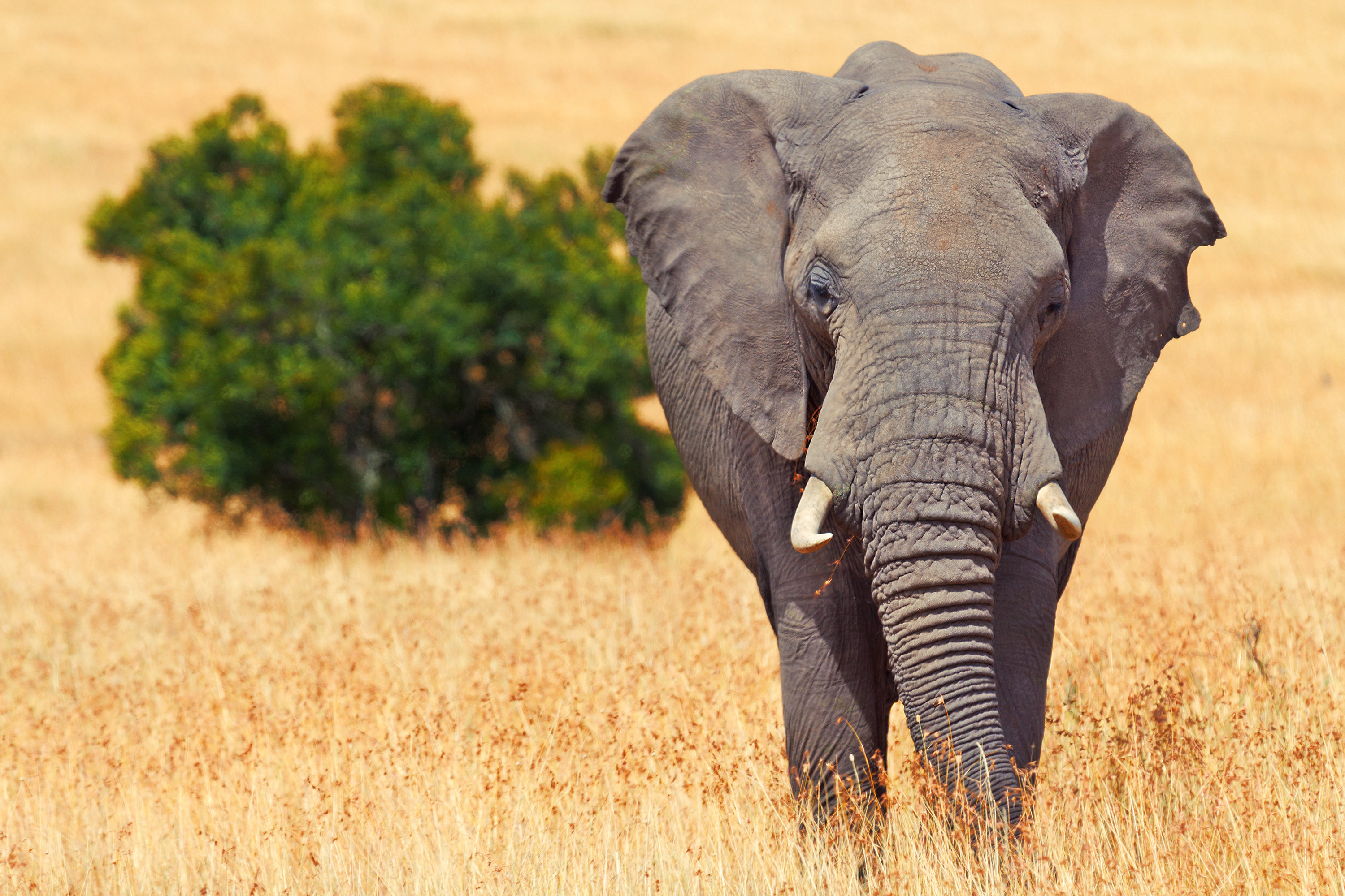 Hunter trampled to death by elephant he was trying to kill