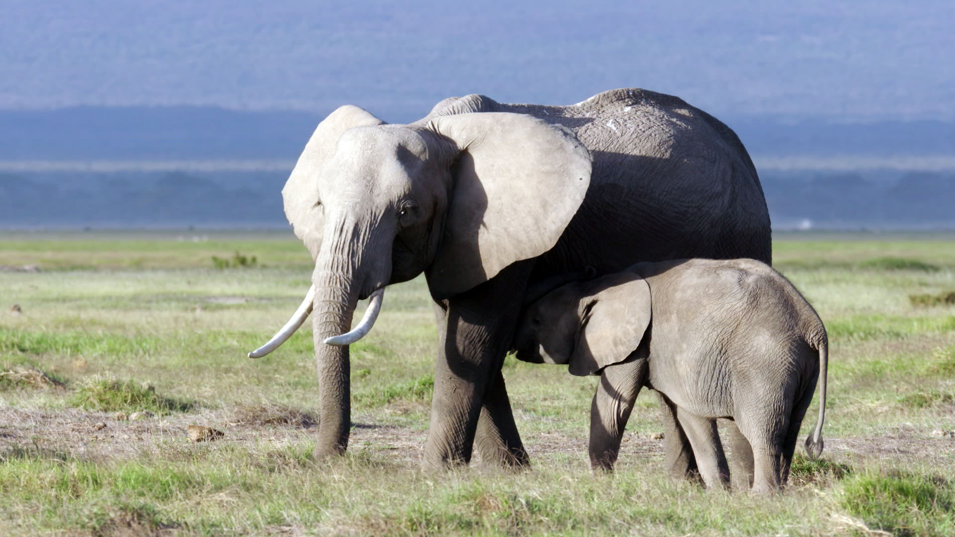 New Research Shows That Elephants And Other Animals Can Suffer From PTSD