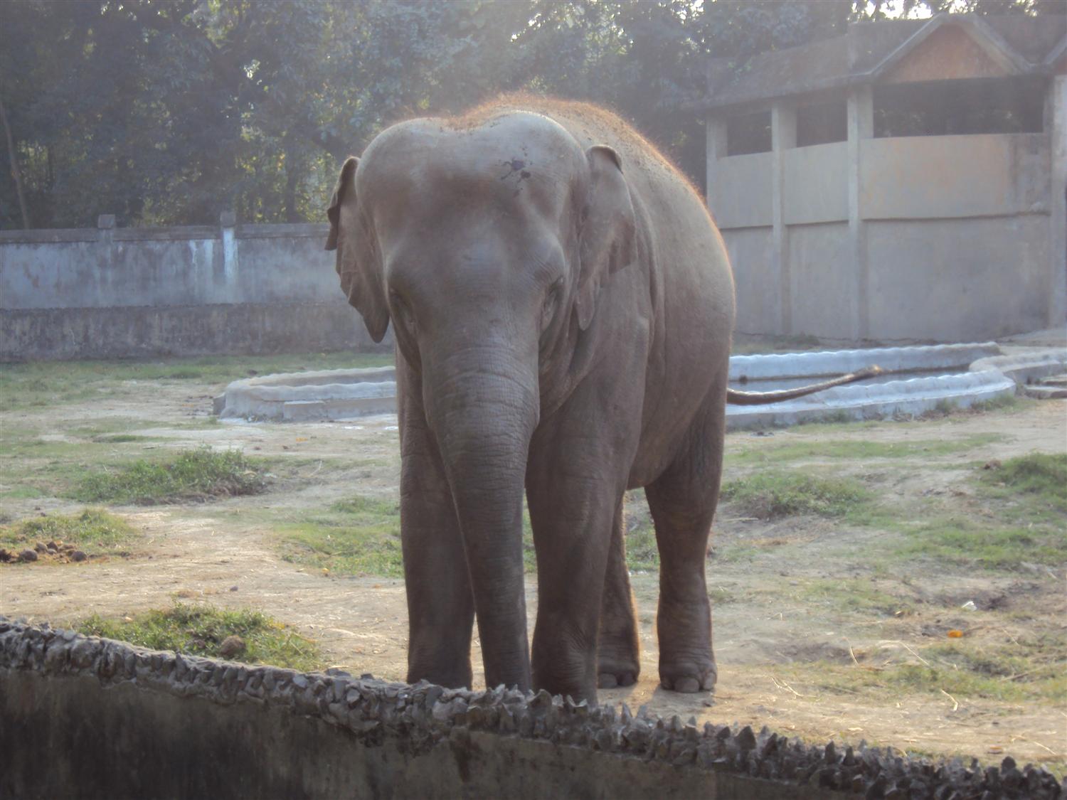 Elephant at alipur zoo photo