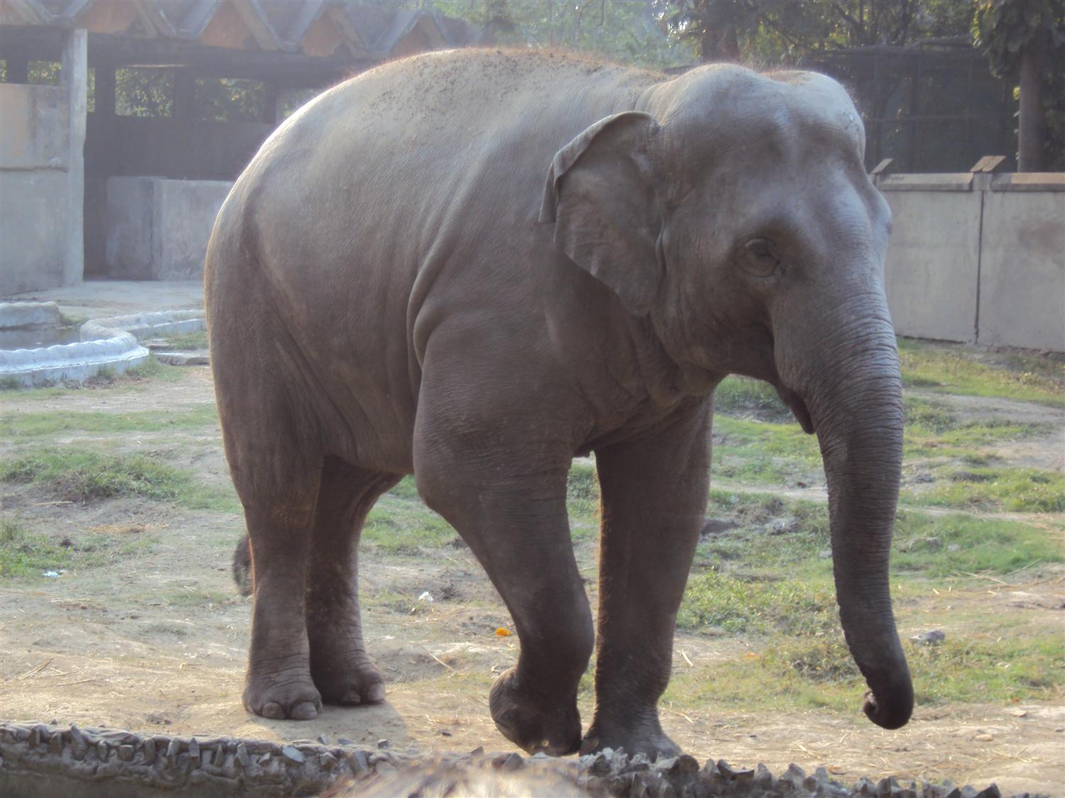 Elephant at alipur zoo photo