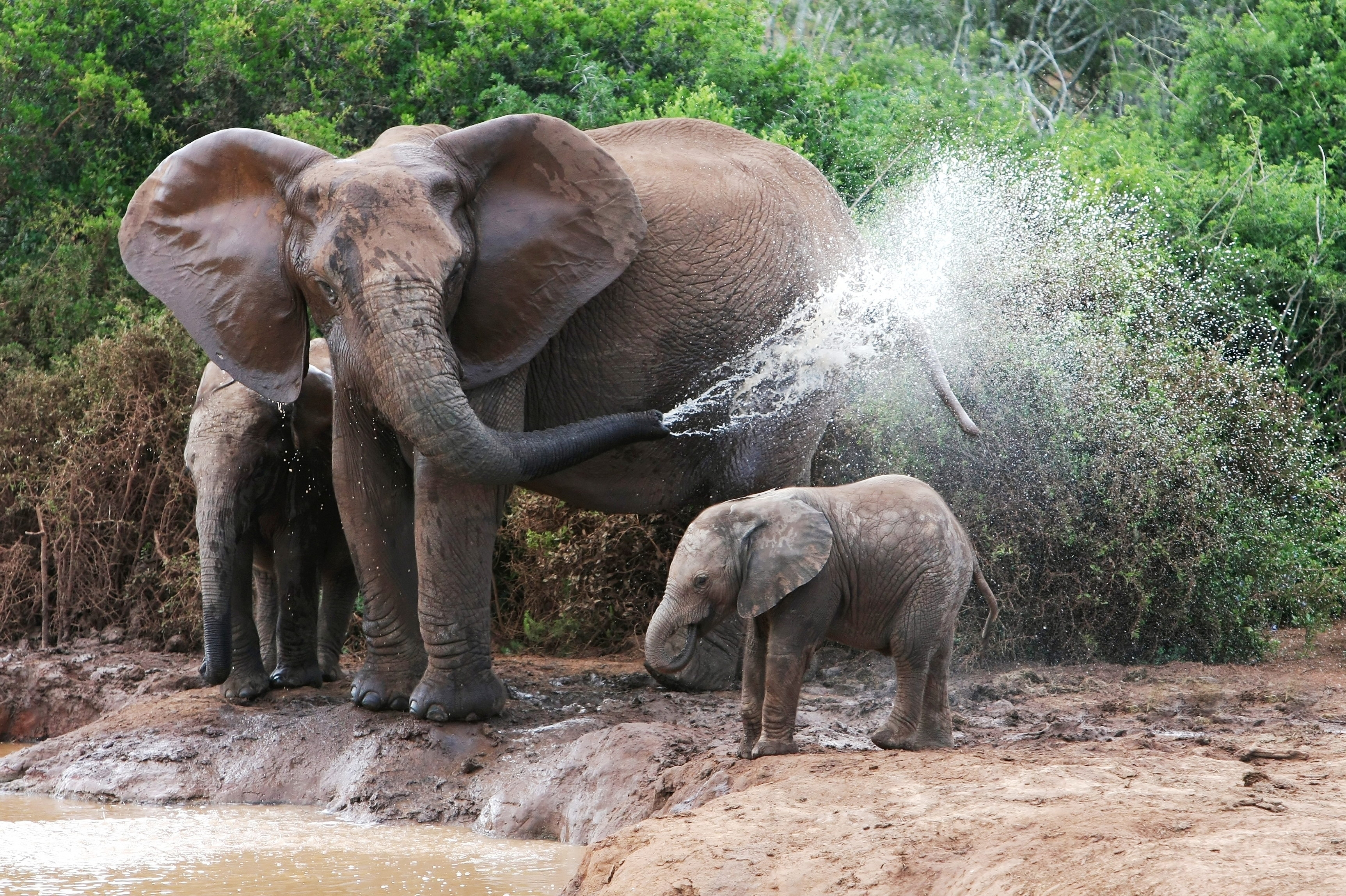 Wallpaper : Elephants, bathing, female, elephant calves, water ...