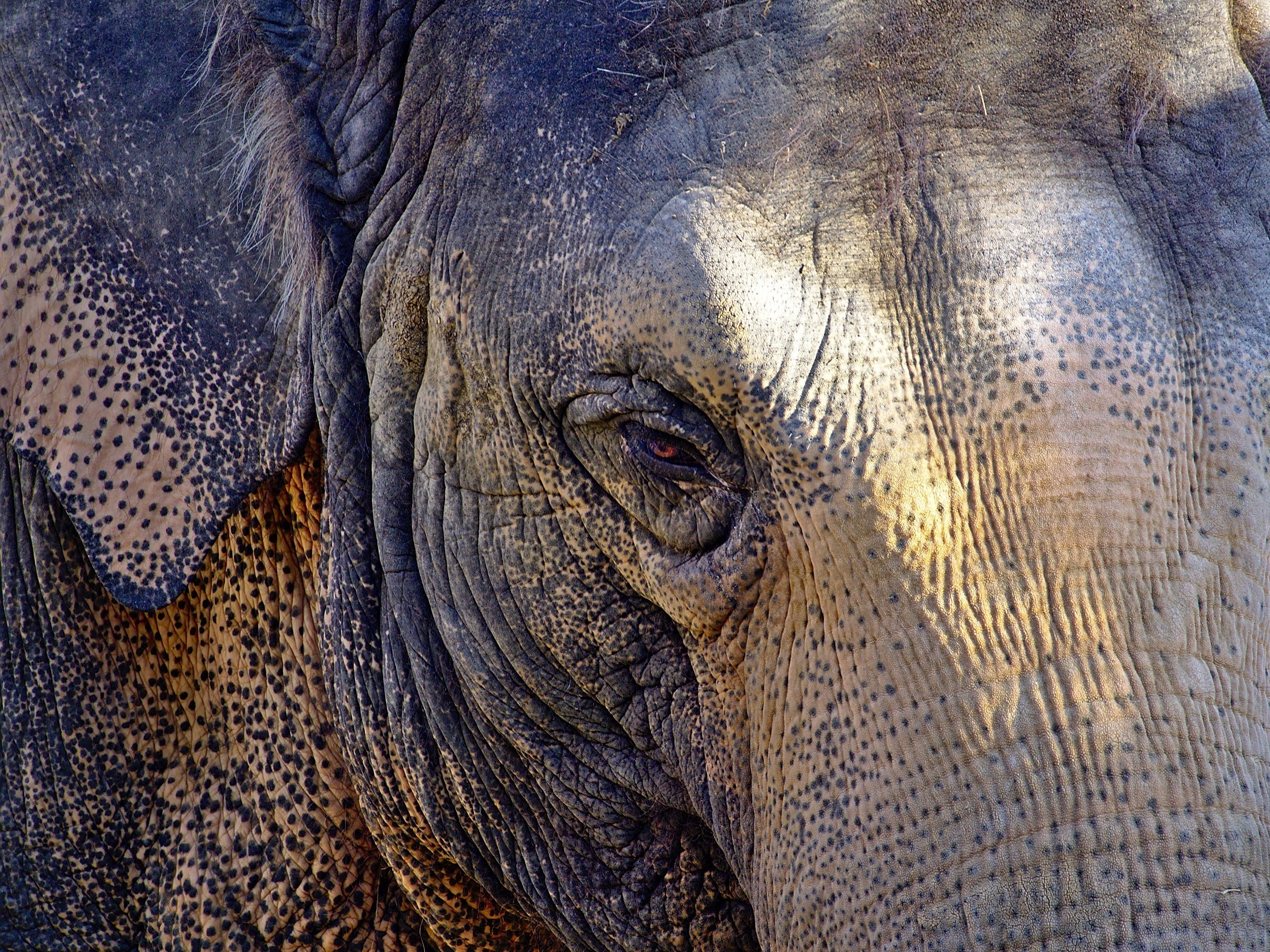 Elephant closeup photo