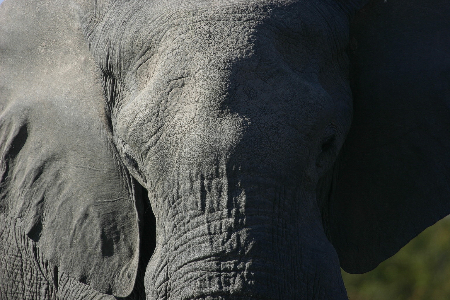 Elephant head photo